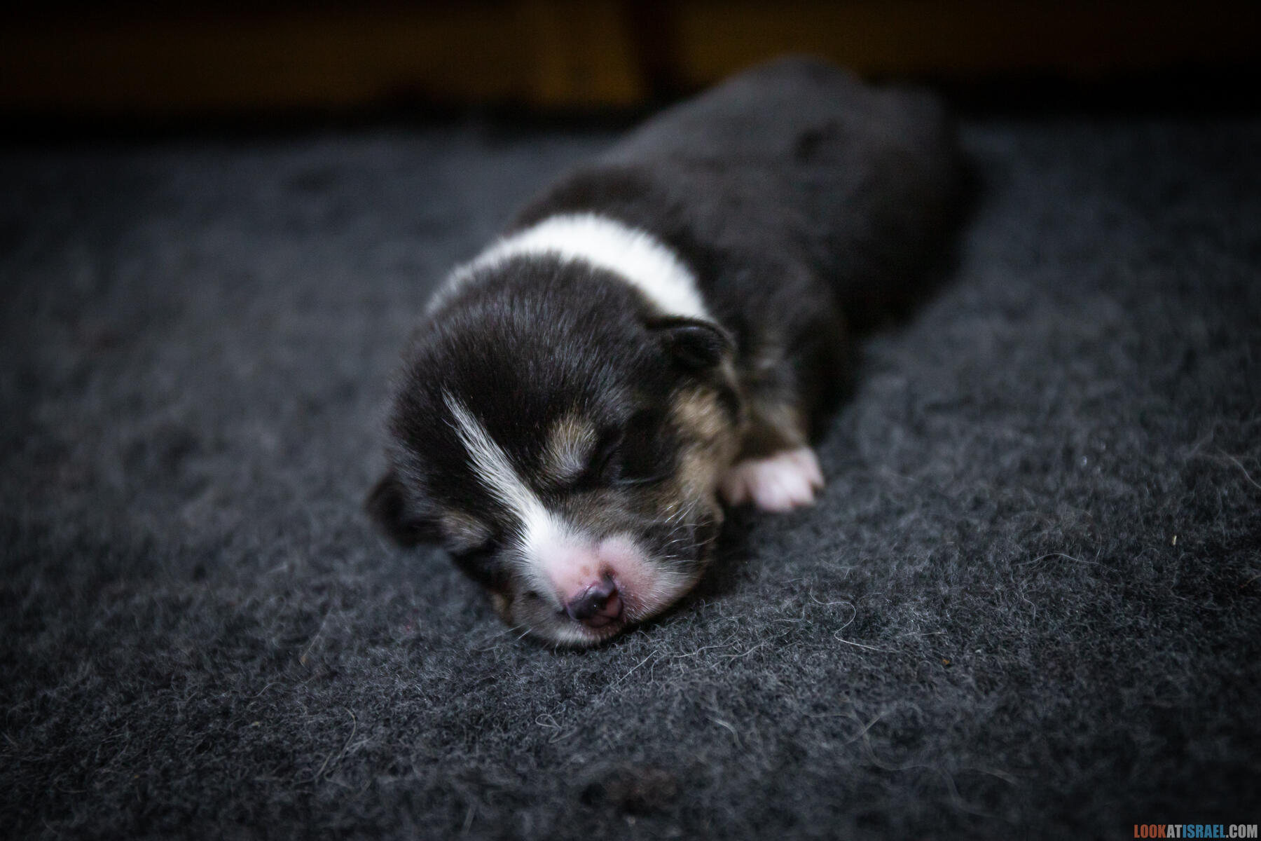 Sababa Shire Irvina Infinity Midnight, она же Бугагашенька. (Щенки Вельш Корги Пембрук - Welsh Corgi Pembroke)