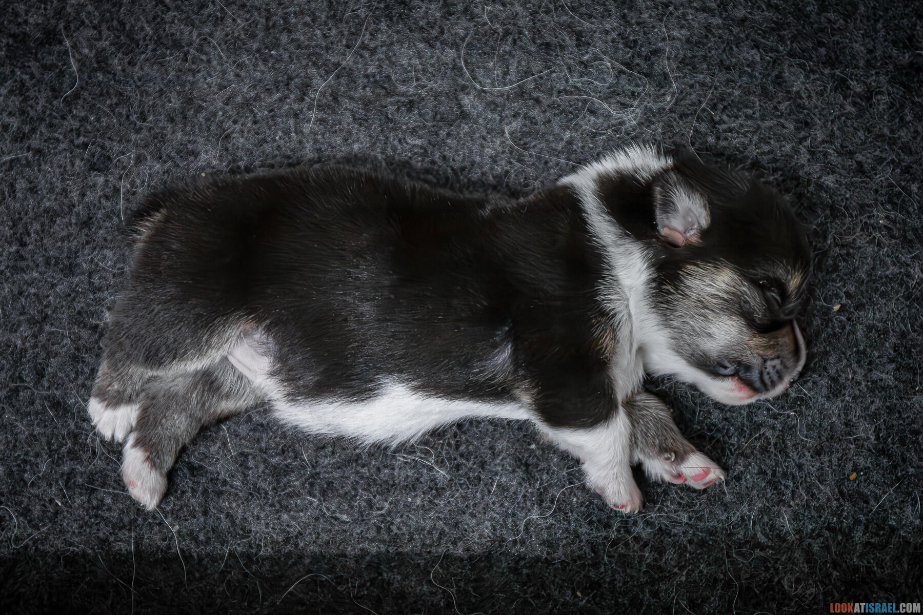 Sababa Shire Irvina Infinity Midnight, она же Бугагашенька. (Щенки Вельш Корги Пембрук - Welsh Corgi Pembroke)