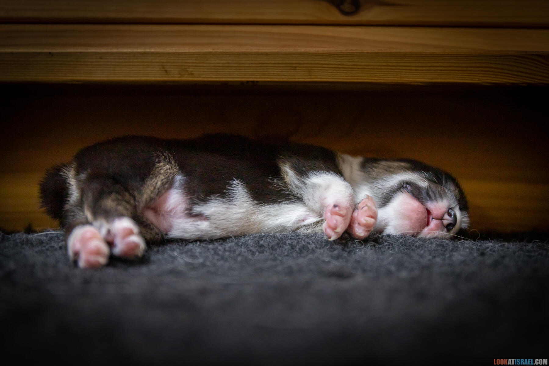 Sababa Shire Irvina Infinity Midnight, она же Бугагашенька. (Щенки Вельш Корги Пембрук - Welsh Corgi Pembroke)