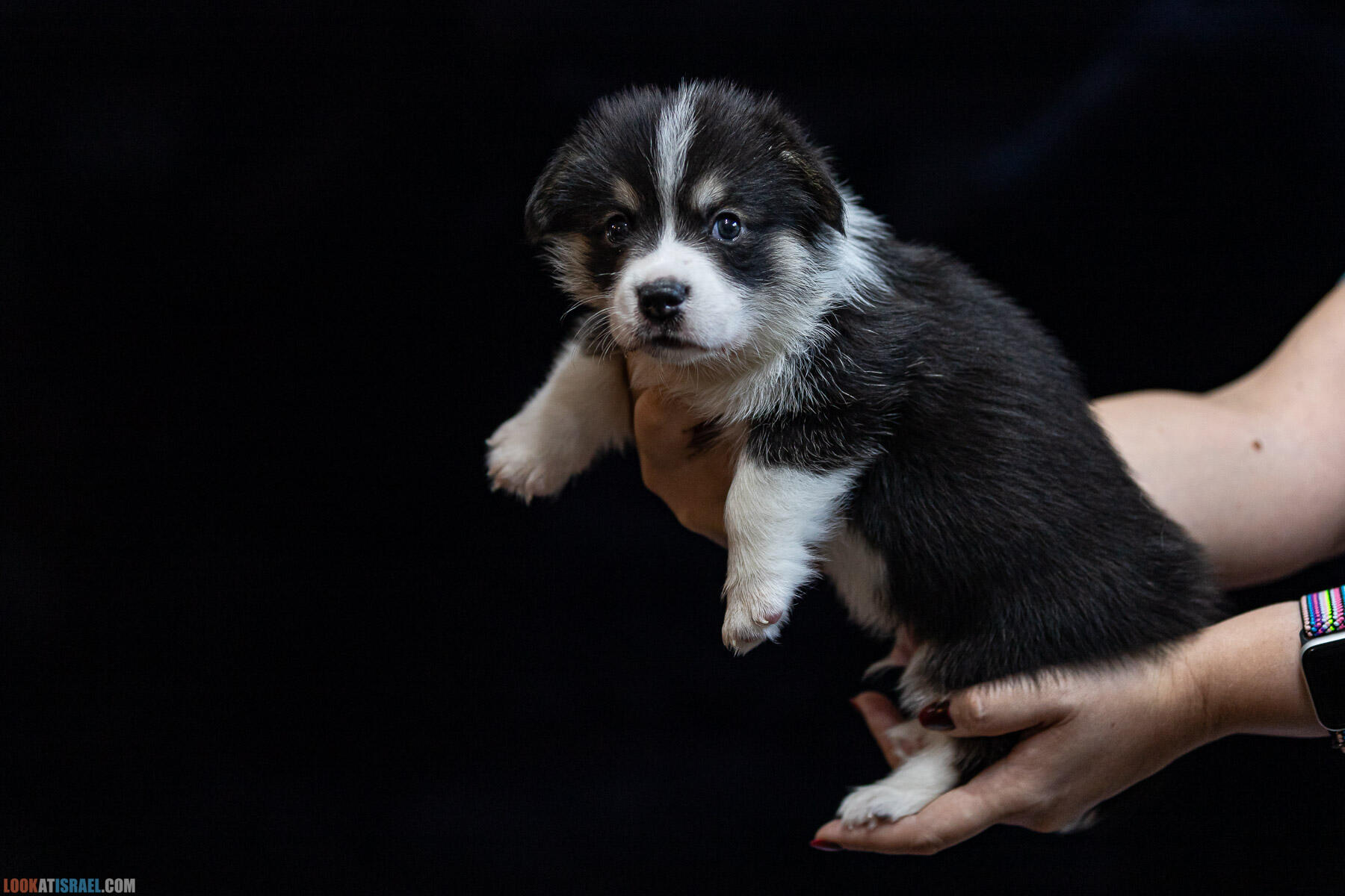 Питомник вельш корги пембрук Sababa Shire, 4 недели, Eevee и Киви, помет i - גורים של קורגי בית גידול סבבה שיר