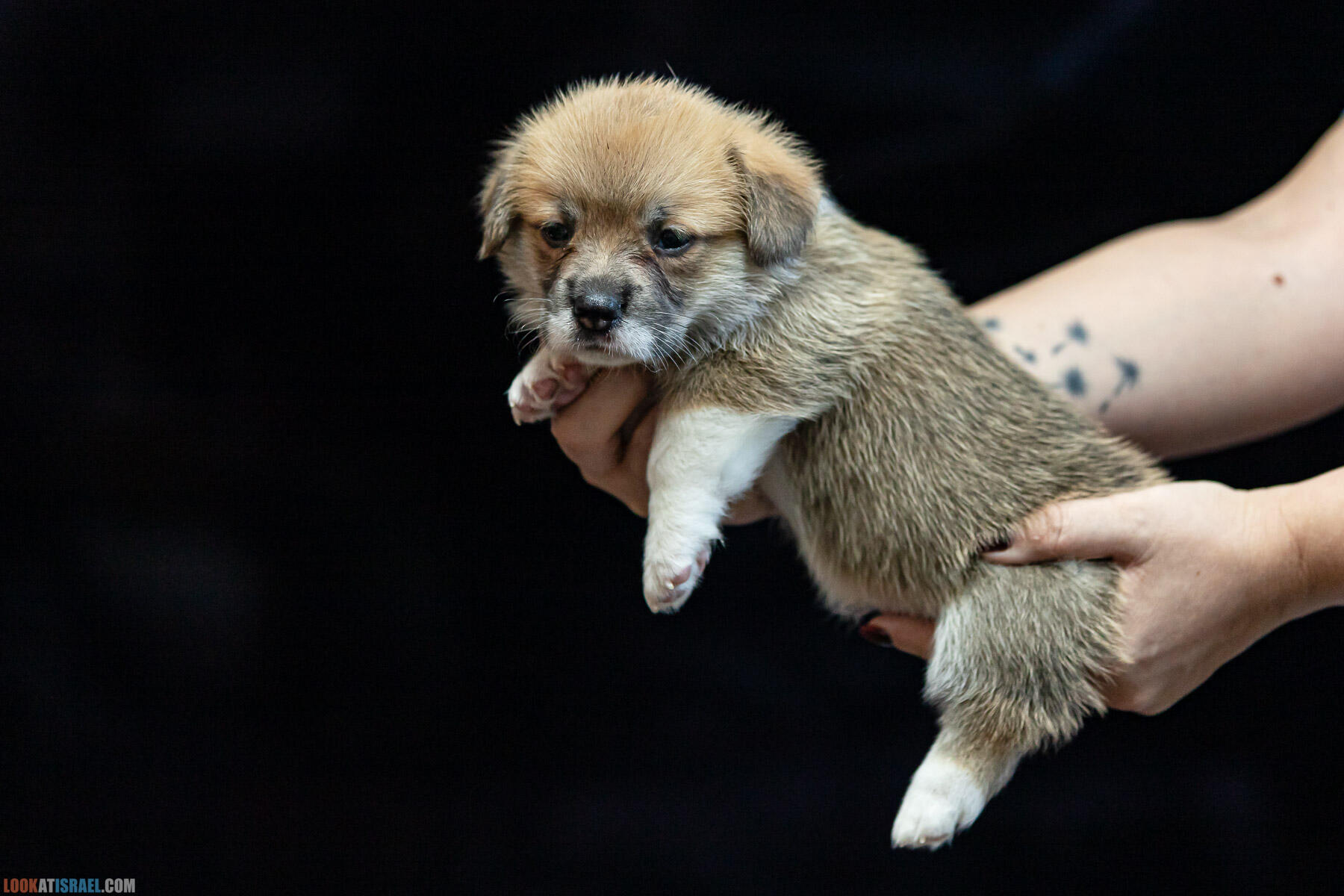 Питомник вельш корги пембрук Sababa Shire, 4 недели, Eevee и Киви, помет i - גורים של קורגי בית גידול סבבה שיר