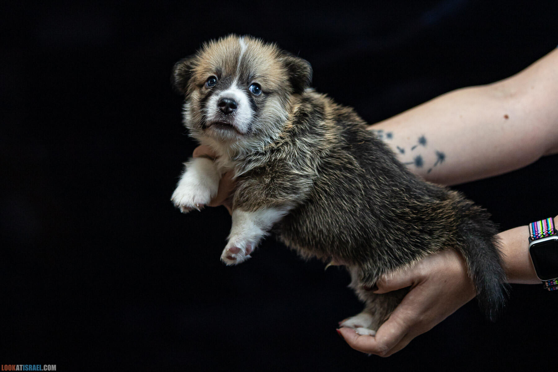 Питомник вельш корги пембрук Sababa Shire, 4 недели, Eevee и Киви, помет i - גורים של קורגי בית גידול סבבה שיר