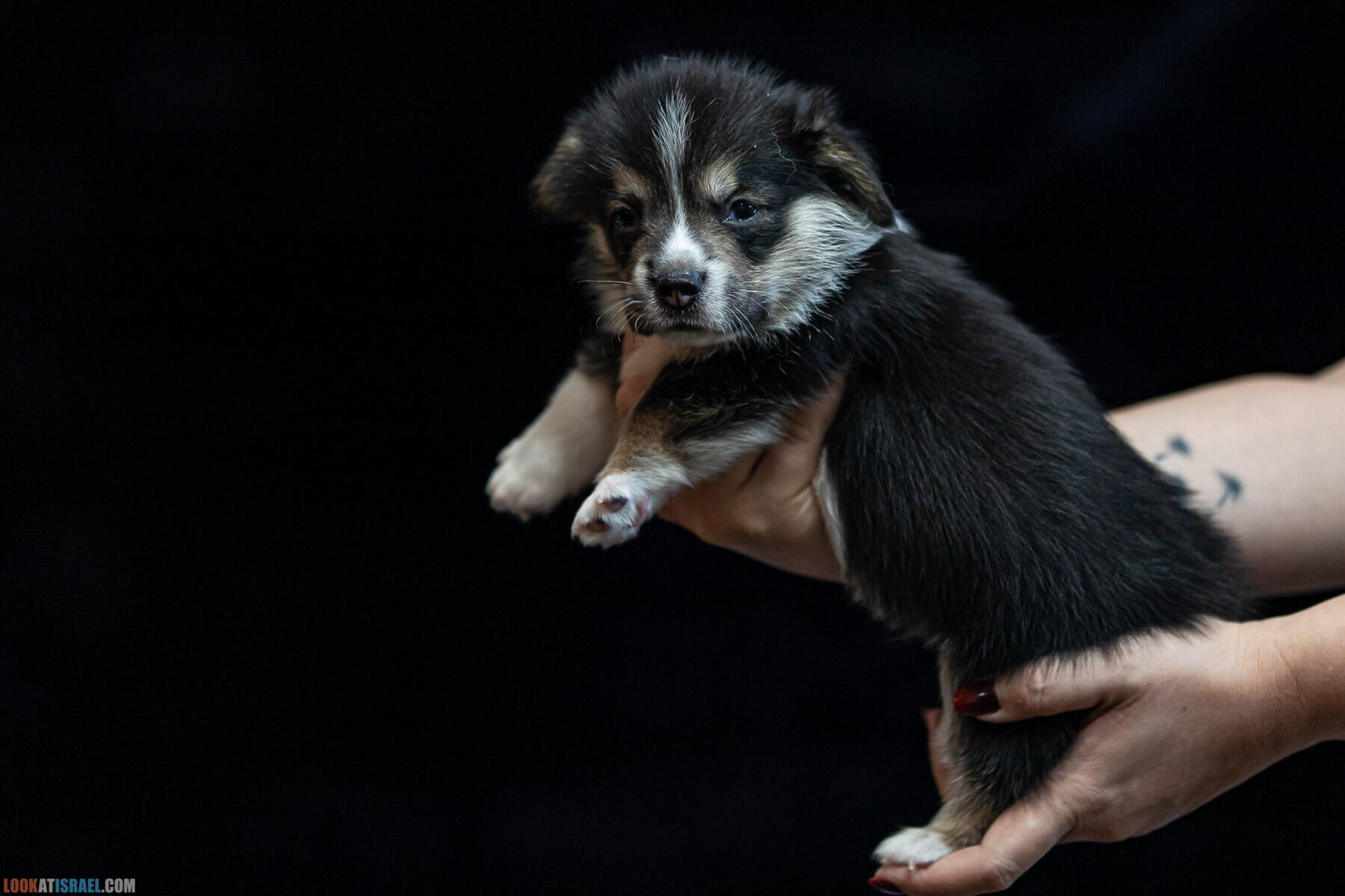 Питомник вельш корги пембрук Sababa Shire, 4 недели, Eevee и Киви, помет i - גורים של קורגי בית גידול סבבה שיר