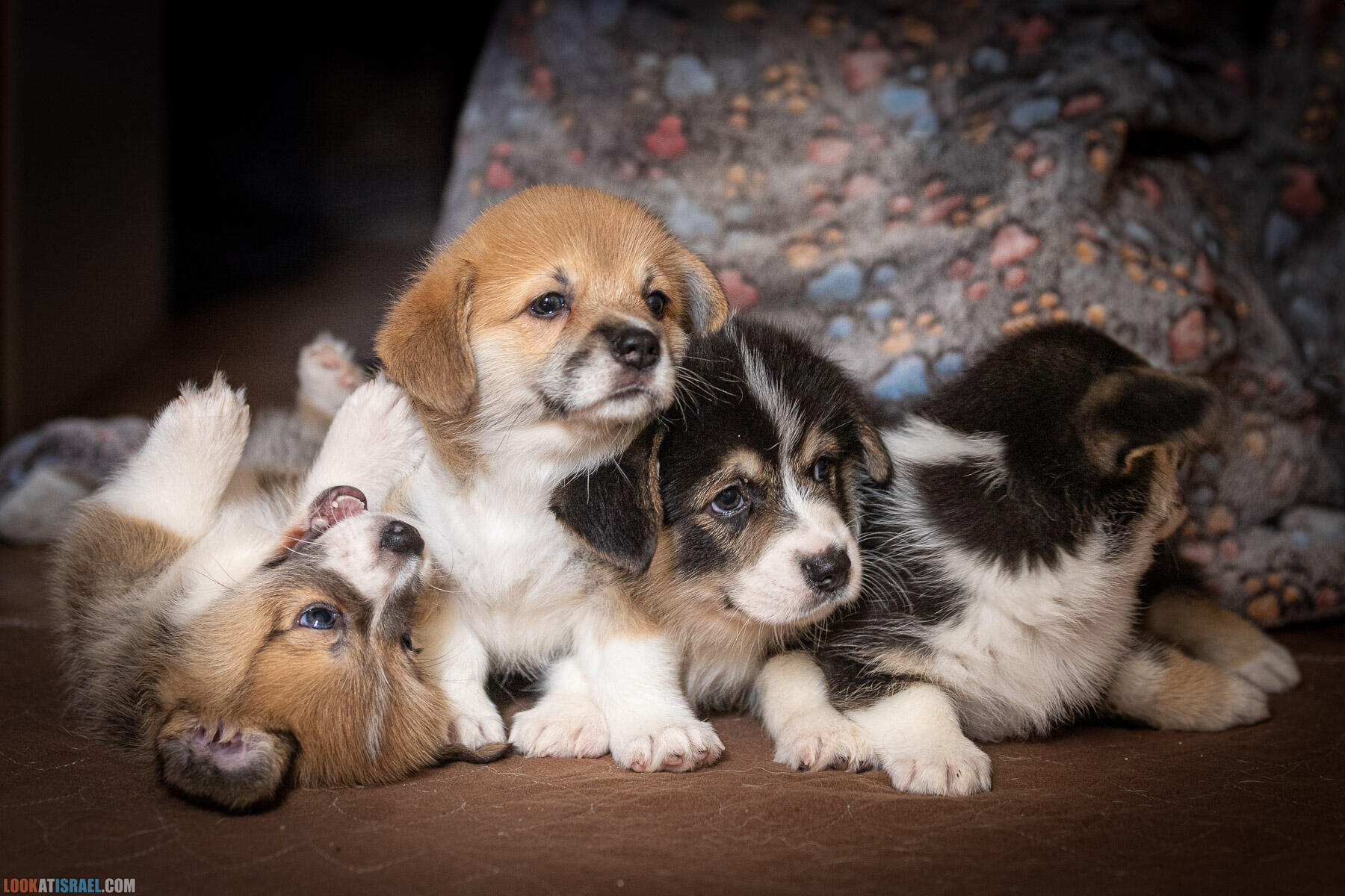 Питомник вельш корги пембрук Sababa Shire, неделя 7, Eevee и Киви, помет i - גורים של קורגי בית גידול סבבה שיר