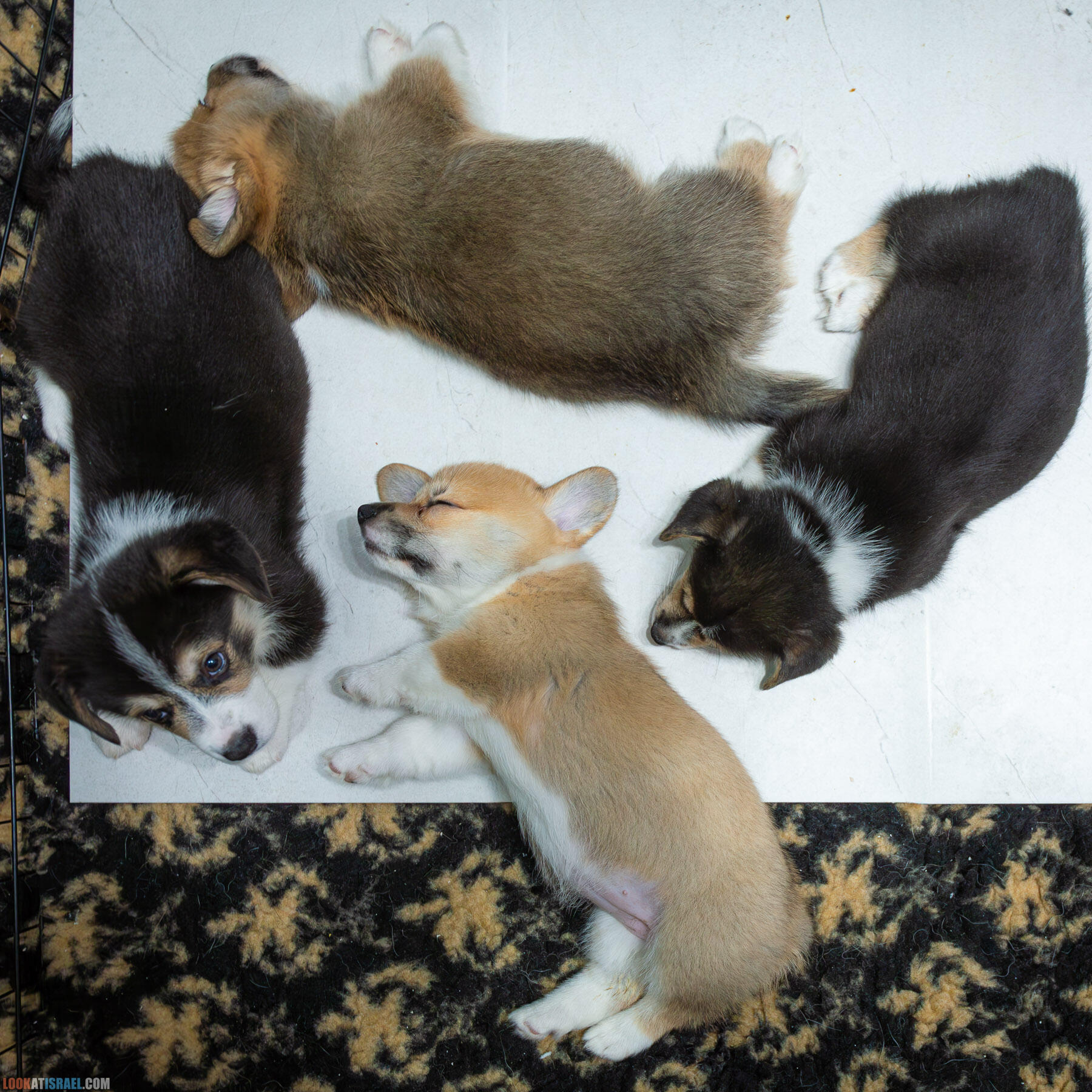 Питомник вельш корги пембрук Sababa Shire, неделя 7, Eevee и Киви, помет i - גורים של קורגי בית גידול סבבה שיר