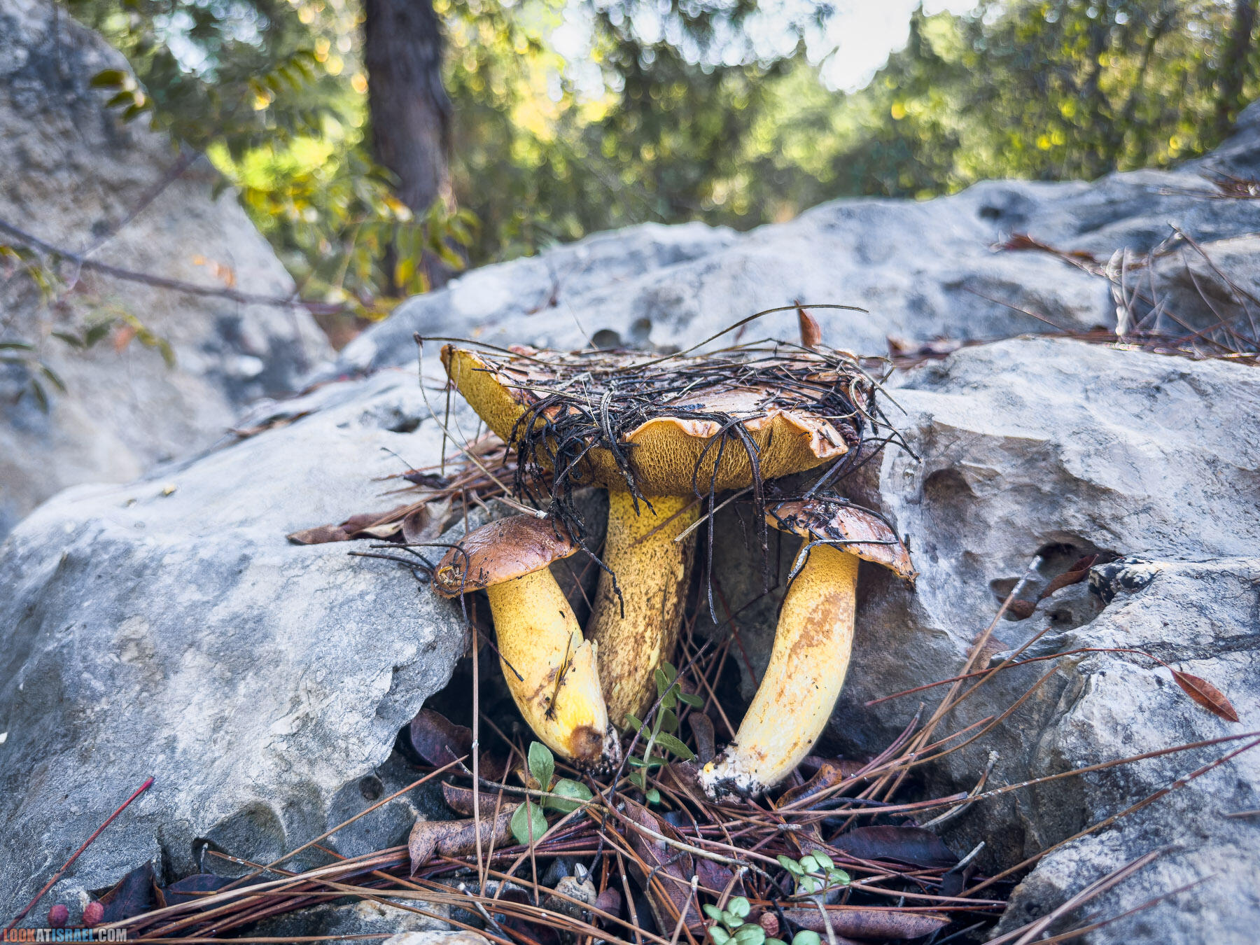 Сбор грибов в Израиле вместе с корги пемброк