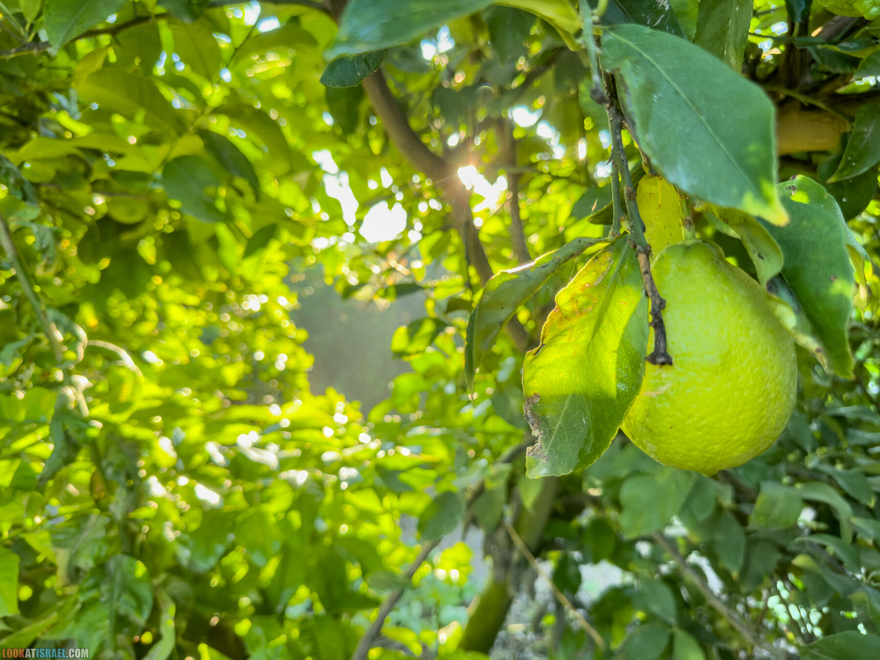 Помощь израильским фермерам во время войны 