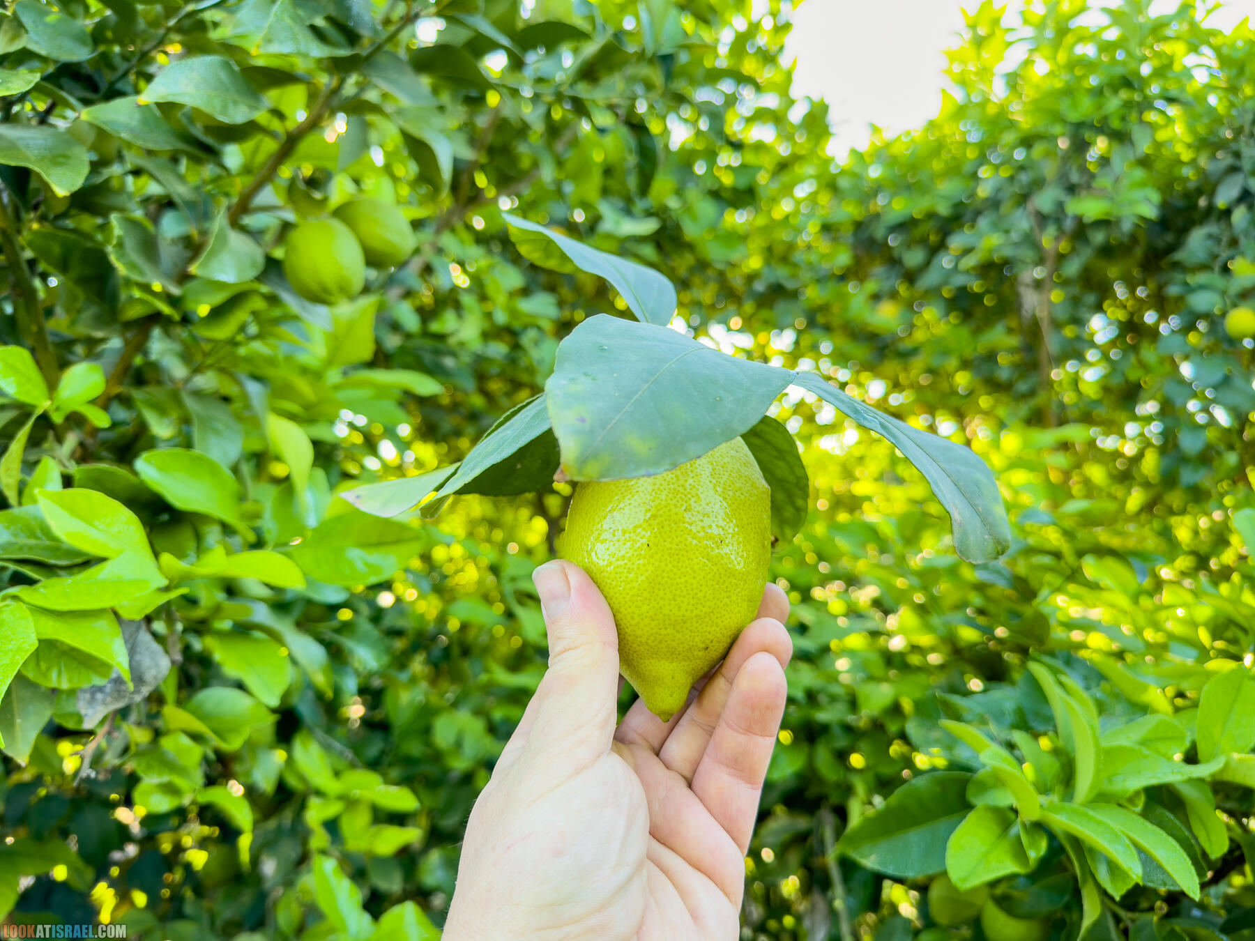Помощь израильским фермерам во время войны 
