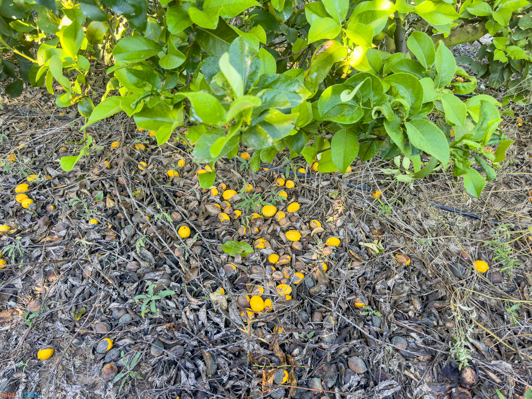 Помощь израильским фермерам во время войны 