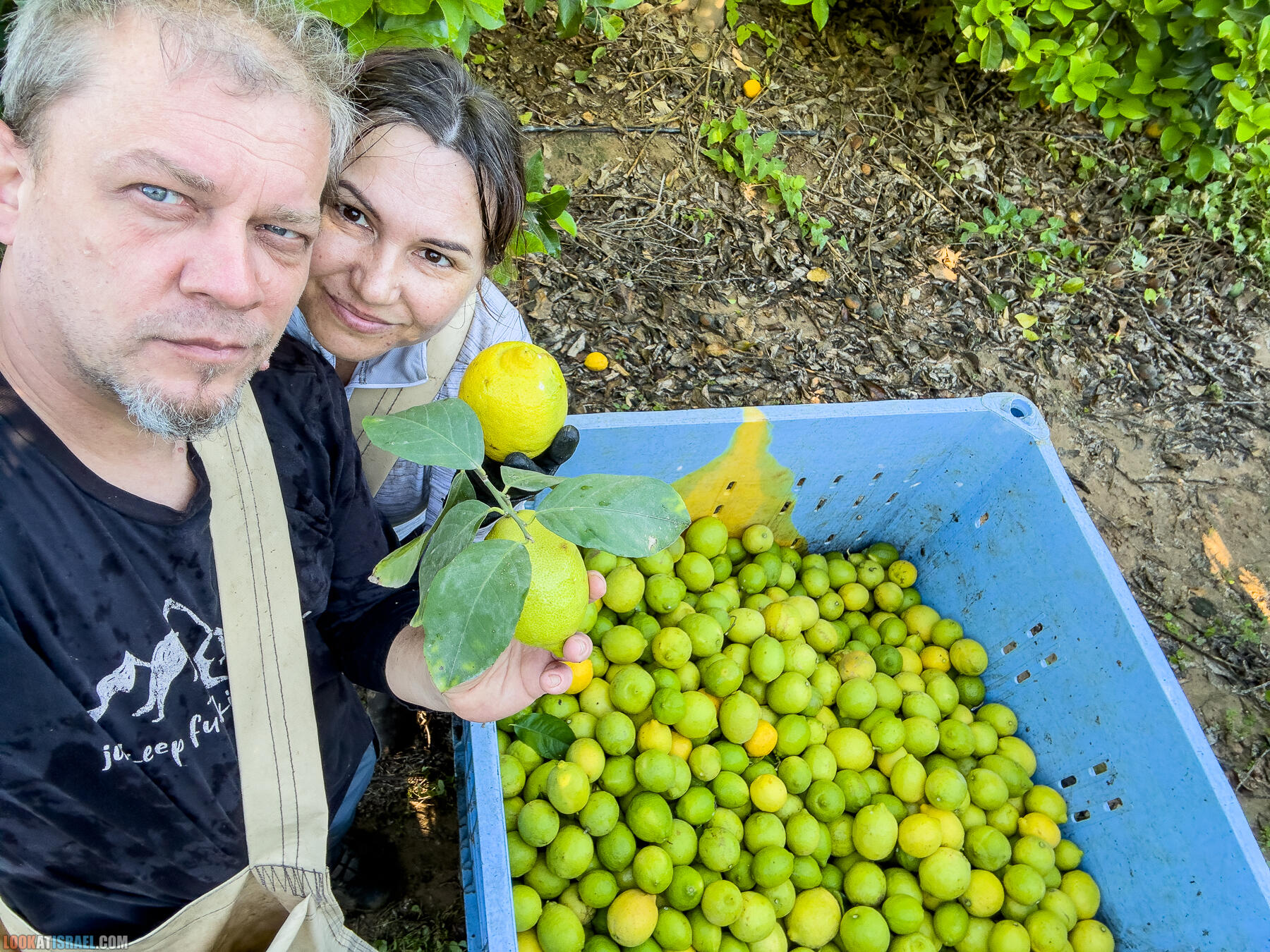 Помощь израильским фермерам во время войны 