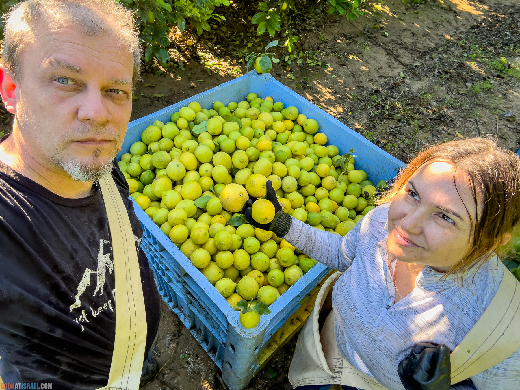 Помощь израильским фермерам во время войны