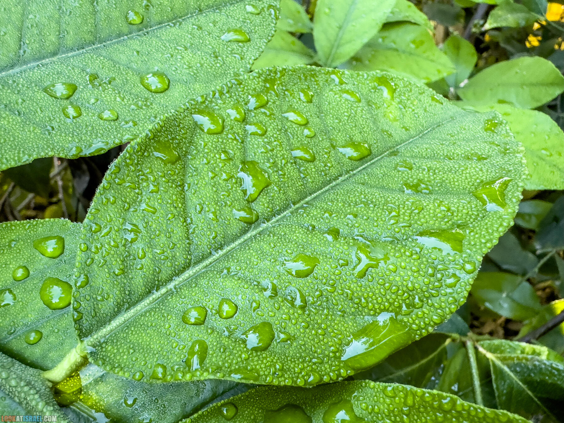 Помощь израильским фермерам во время войны 