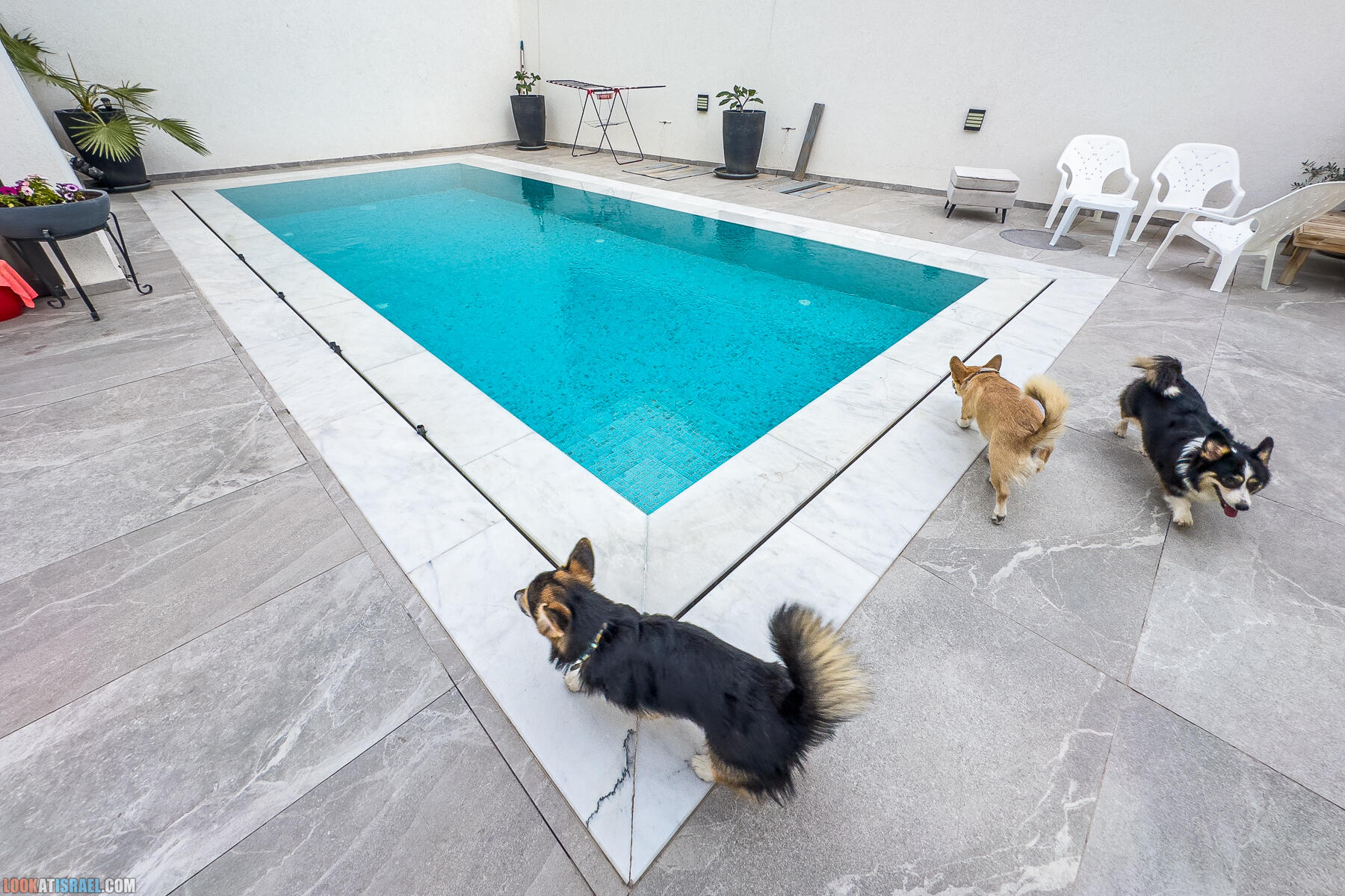 Путешествие корги на джипе в Эйлат и долину Арава - Махтеш Рамон, стена аммонитов, дюна Касуй, каньон Атек, дюна Самар, дум пальмы