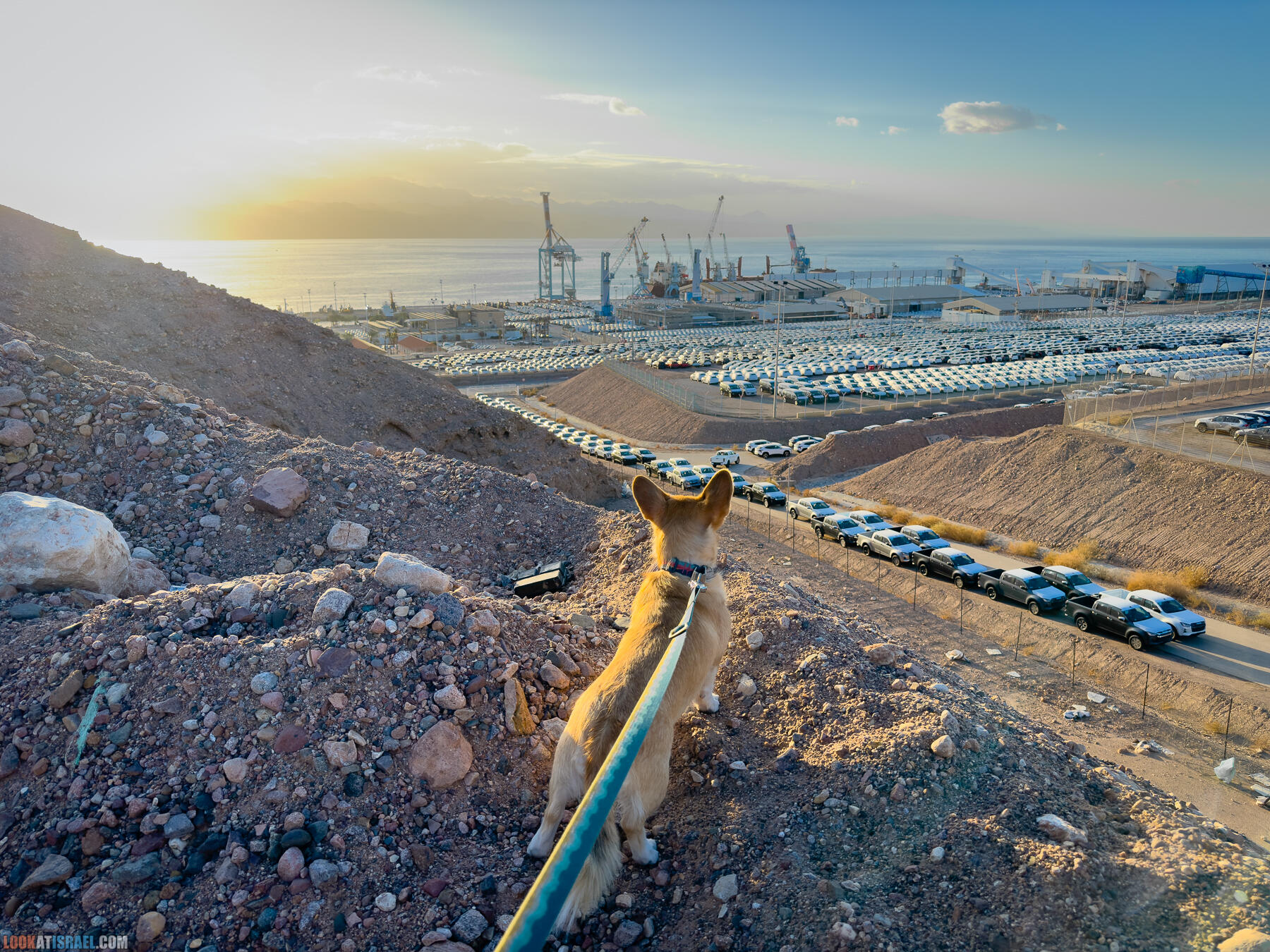 Путешествие корги на джипе в Эйлат и долину Арава - Махтеш Рамон, стена аммонитов, дюна Касуй, каньон Атек, дюна Самар, дум пальмы