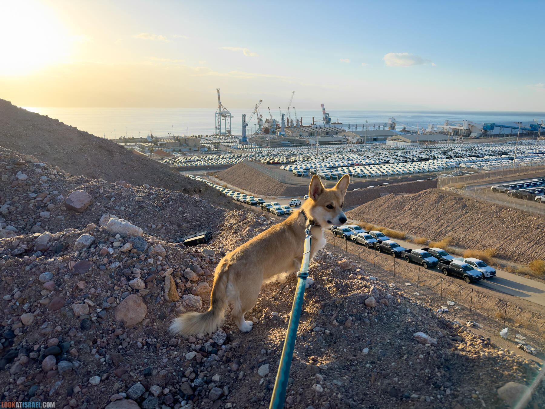 Путешествие корги на джипе в Эйлат и долину Арава - Махтеш Рамон, стена аммонитов, дюна Касуй, каньон Атек, дюна Самар, дум пальмы