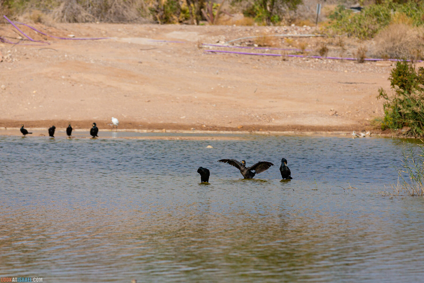 Путешествие корги на джипе в Эйлат и долину Арава - Махтеш Рамон, стена аммонитов, дюна Касуй, каньон Атек, дюна Самар, дум пальмы