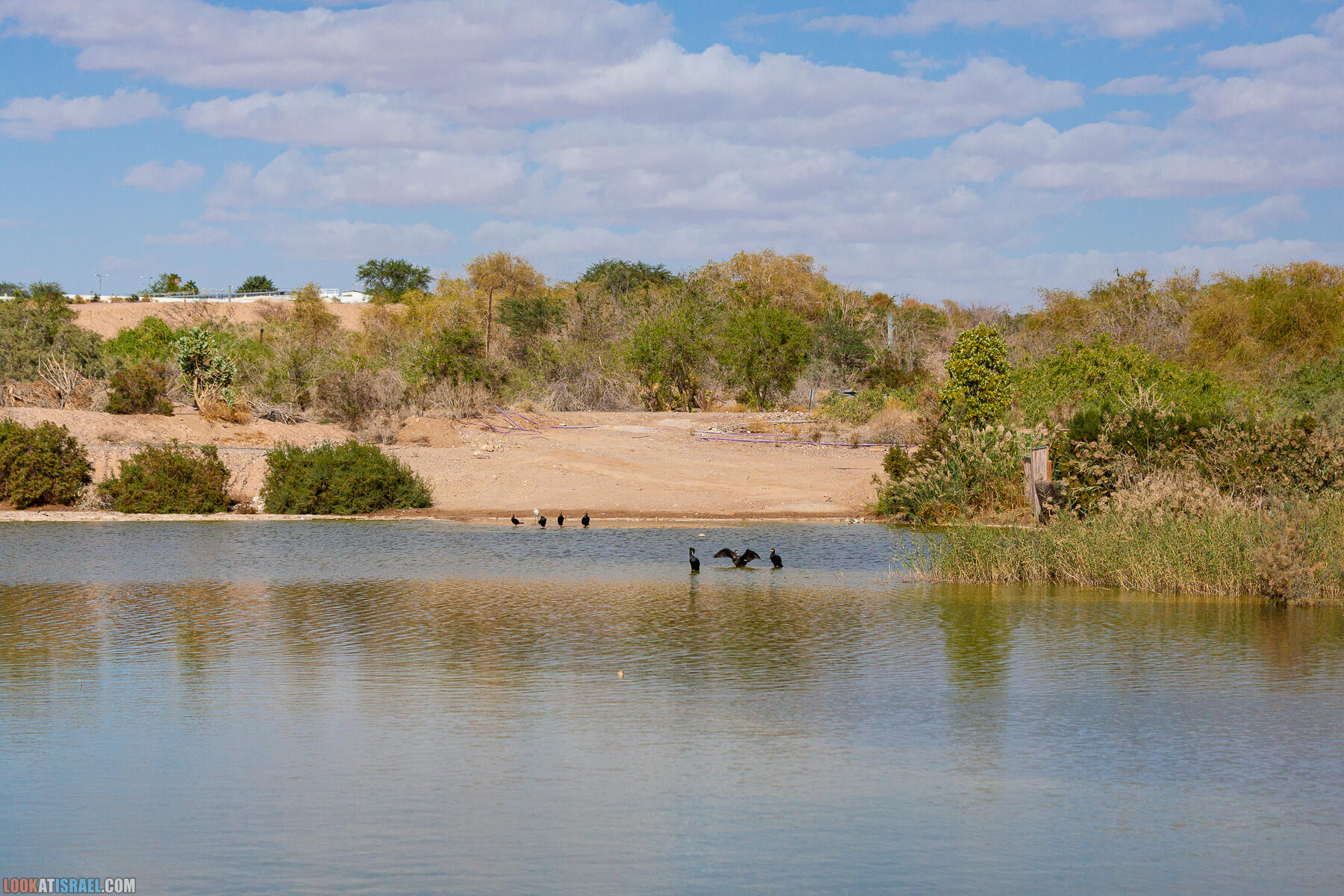 Путешествие корги на джипе в Эйлат и долину Арава - Махтеш Рамон, стена аммонитов, дюна Касуй, каньон Атек, дюна Самар, дум пальмы