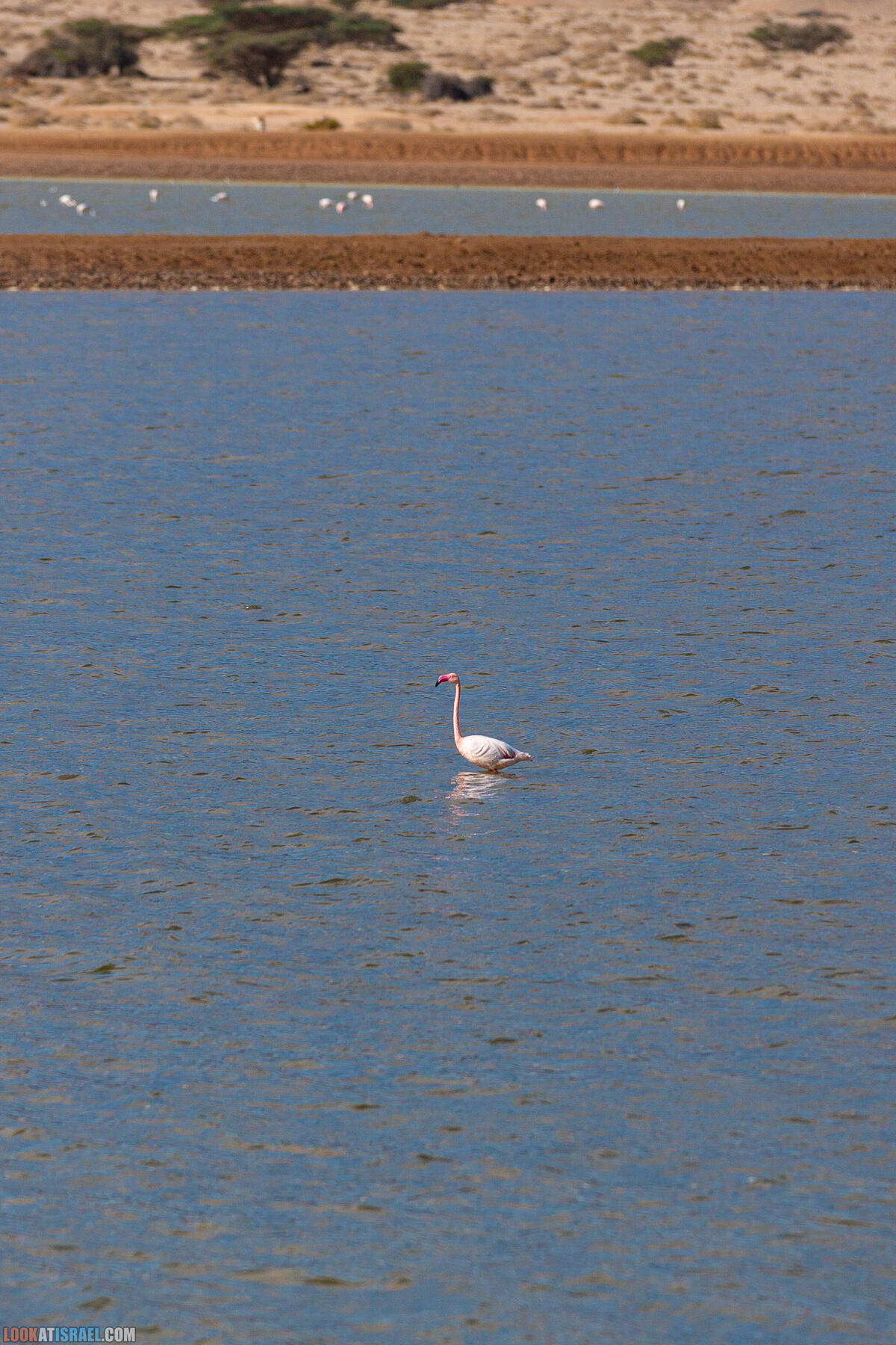 Путешествие корги на джипе в Эйлат и долину Арава - Махтеш Рамон, стена аммонитов, дюна Касуй, каньон Атек, дюна Самар, дум пальмы