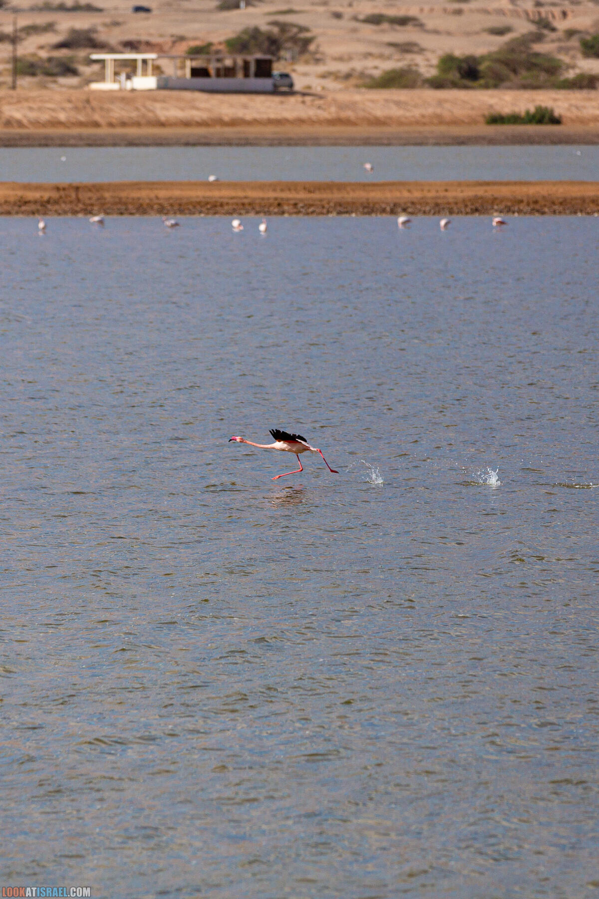Путешествие корги на джипе в Эйлат и долину Арава - Махтеш Рамон, стена аммонитов, дюна Касуй, каньон Атек, дюна Самар, дум пальмы