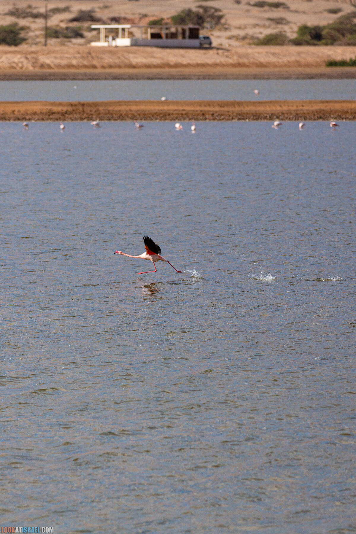 Путешествие корги на джипе в Эйлат и долину Арава - Махтеш Рамон, стена аммонитов, дюна Касуй, каньон Атек, дюна Самар, дум пальмы