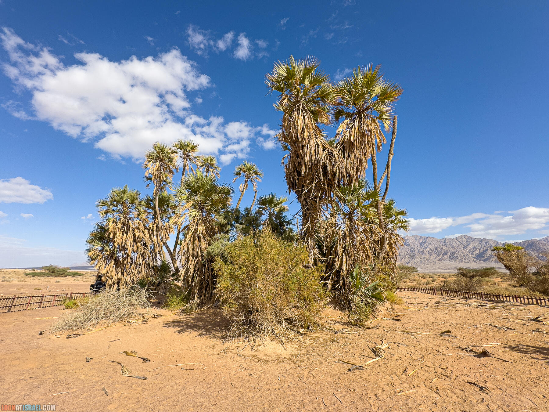 Путешествие корги на джипе в Эйлат и долину Арава - Махтеш Рамон, стена аммонитов, дюна Касуй, каньон Атек, дюна Самар, дум пальмы
