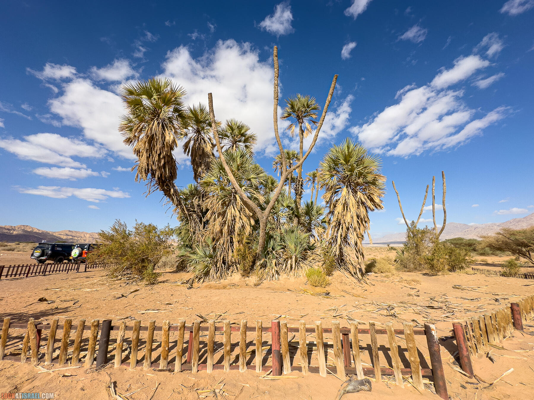 Путешествие корги на джипе в Эйлат и долину Арава - Махтеш Рамон, стена аммонитов, дюна Касуй, каньон Атек, дюна Самар, дум пальмы