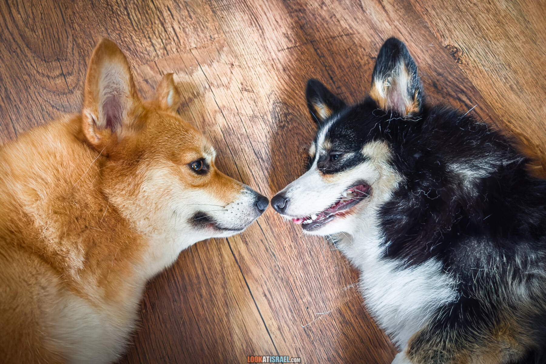 Вельш корги пемброк Иви и Кая - Welsh corgi Pembroke Eevee and Kaya