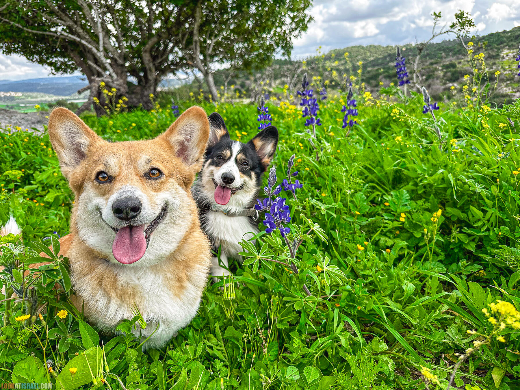 Прогулки с хвостом - маршрут для прогулки с собакой в Израиле - Тель Шука - холм люпинов - Гиват турмусим