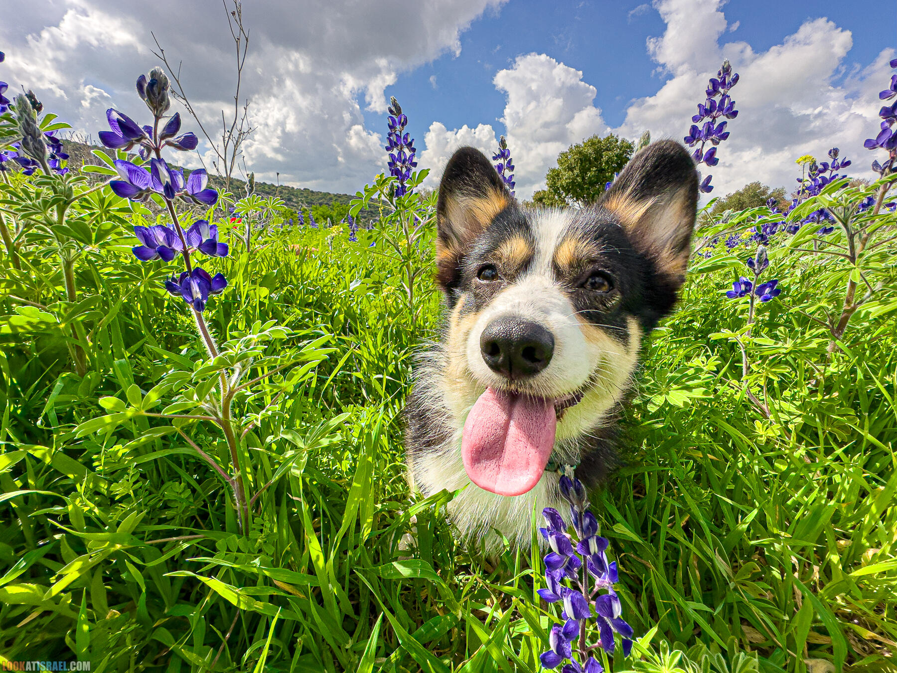 Прогулки с хвостом - маршрут для прогулки с собакой в Израиле - Тель Шука - холм люпинов - Гиват турмусим