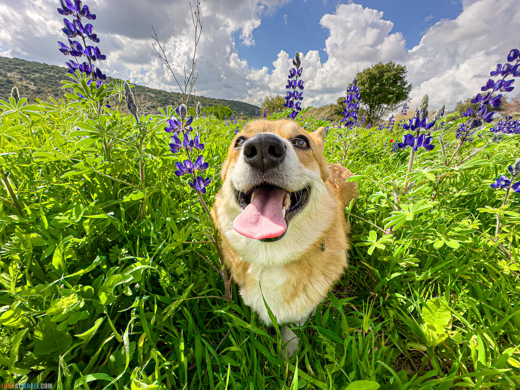 Прогулки с хвостом - маршрут для прогулки с собакой в Израиле - Тель Шука - холм люпинов - Гиват турмусим