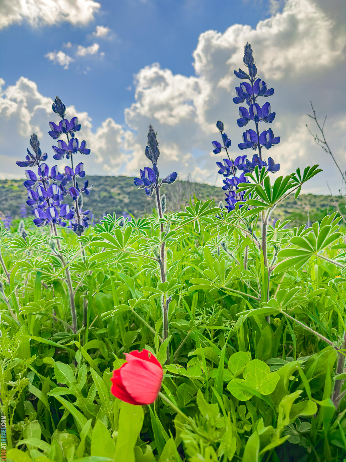 Прогулки с хвостом - маршрут для прогулки с собакой в Израиле - Тель Шука - холм люпинов - Гиват турмусим