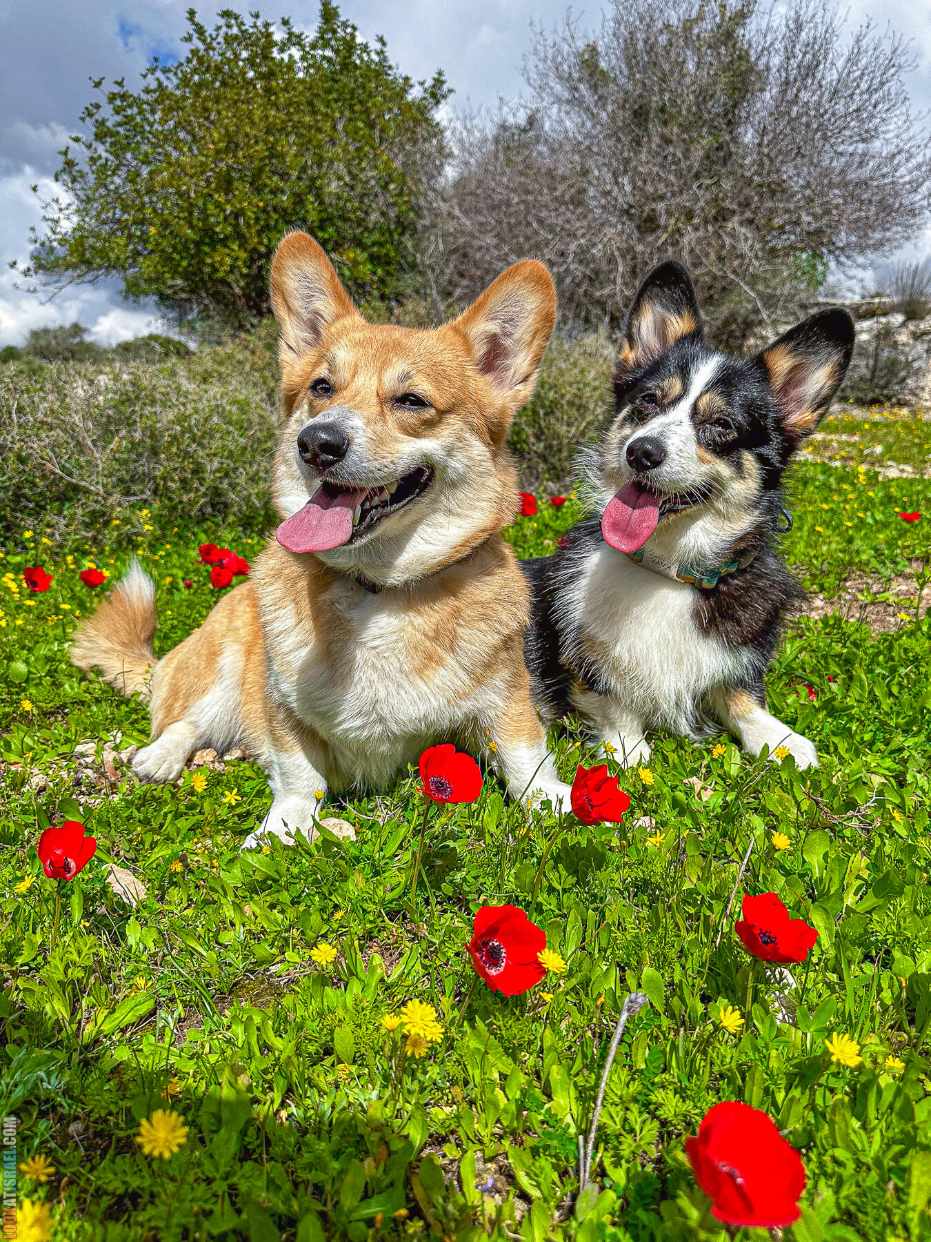 Прогулки с хвостом - маршрут для прогулки с собакой в Израиле - Тель Шука - холм люпинов - Гиват турмусим