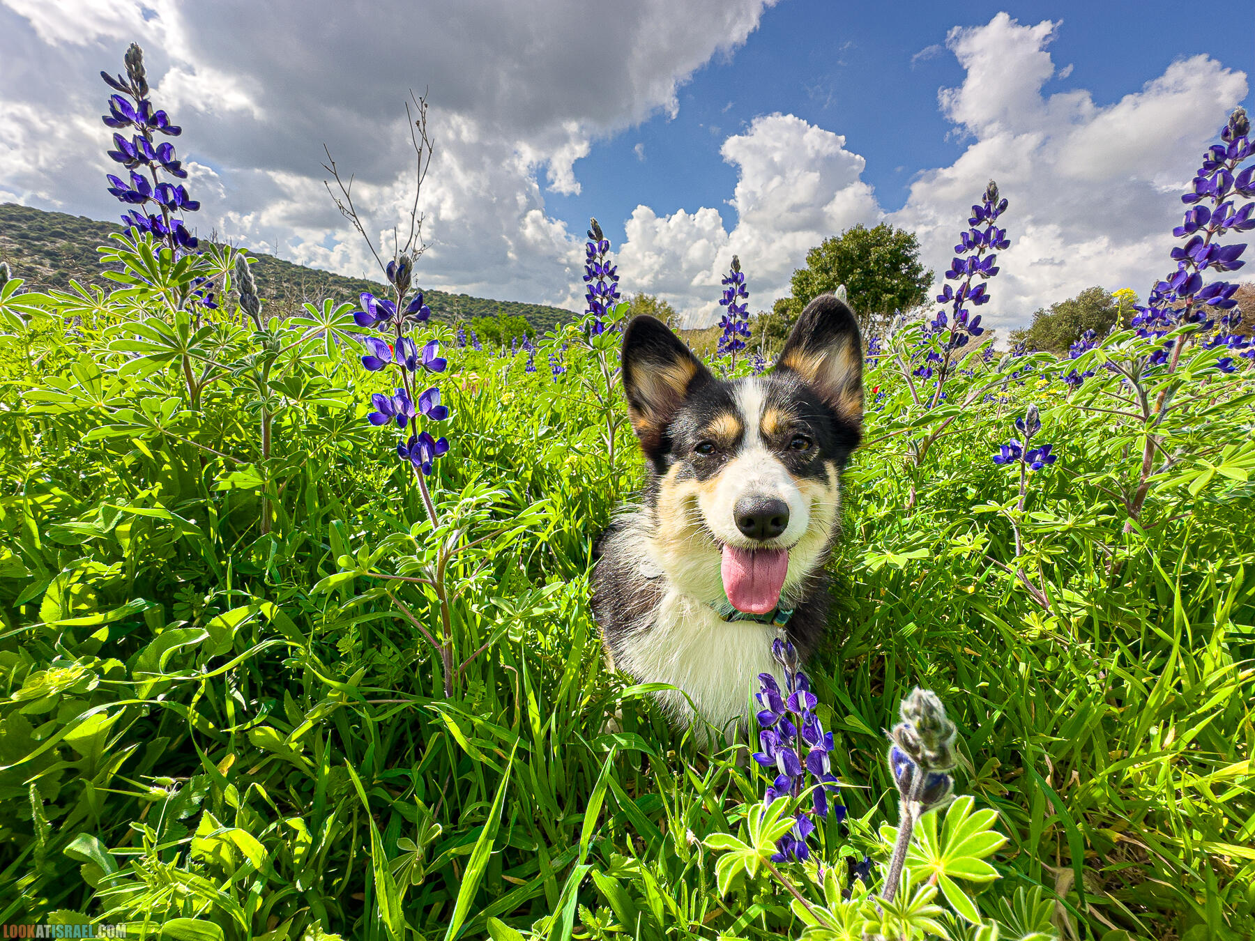Прогулки с хвостом - маршрут для прогулки с собакой в Израиле - Тель Шука - холм люпинов - Гиват турмусим