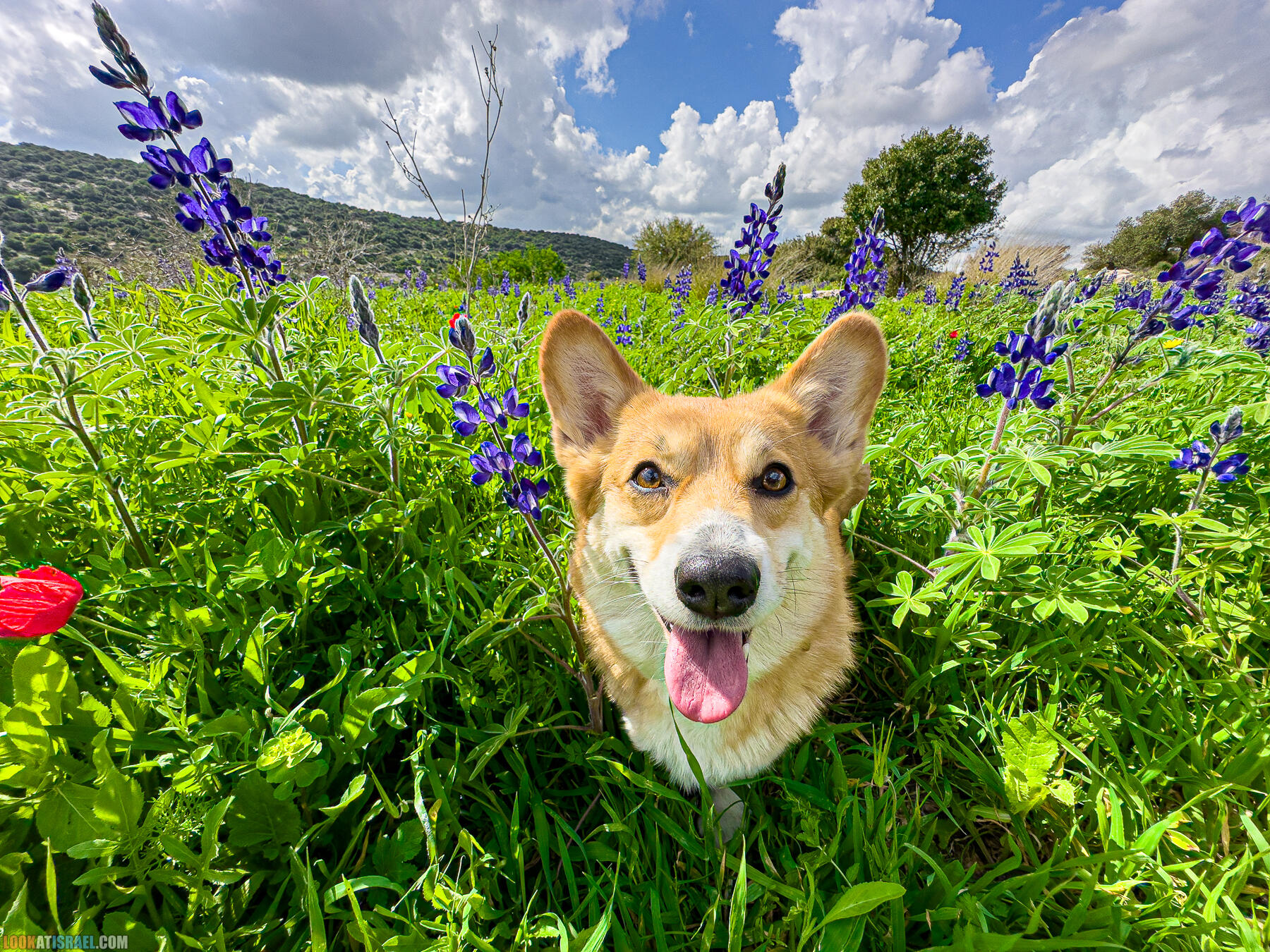 Прогулки с хвостом - маршрут для прогулки с собакой в Израиле - Тель Шука - холм люпинов - Гиват турмусим