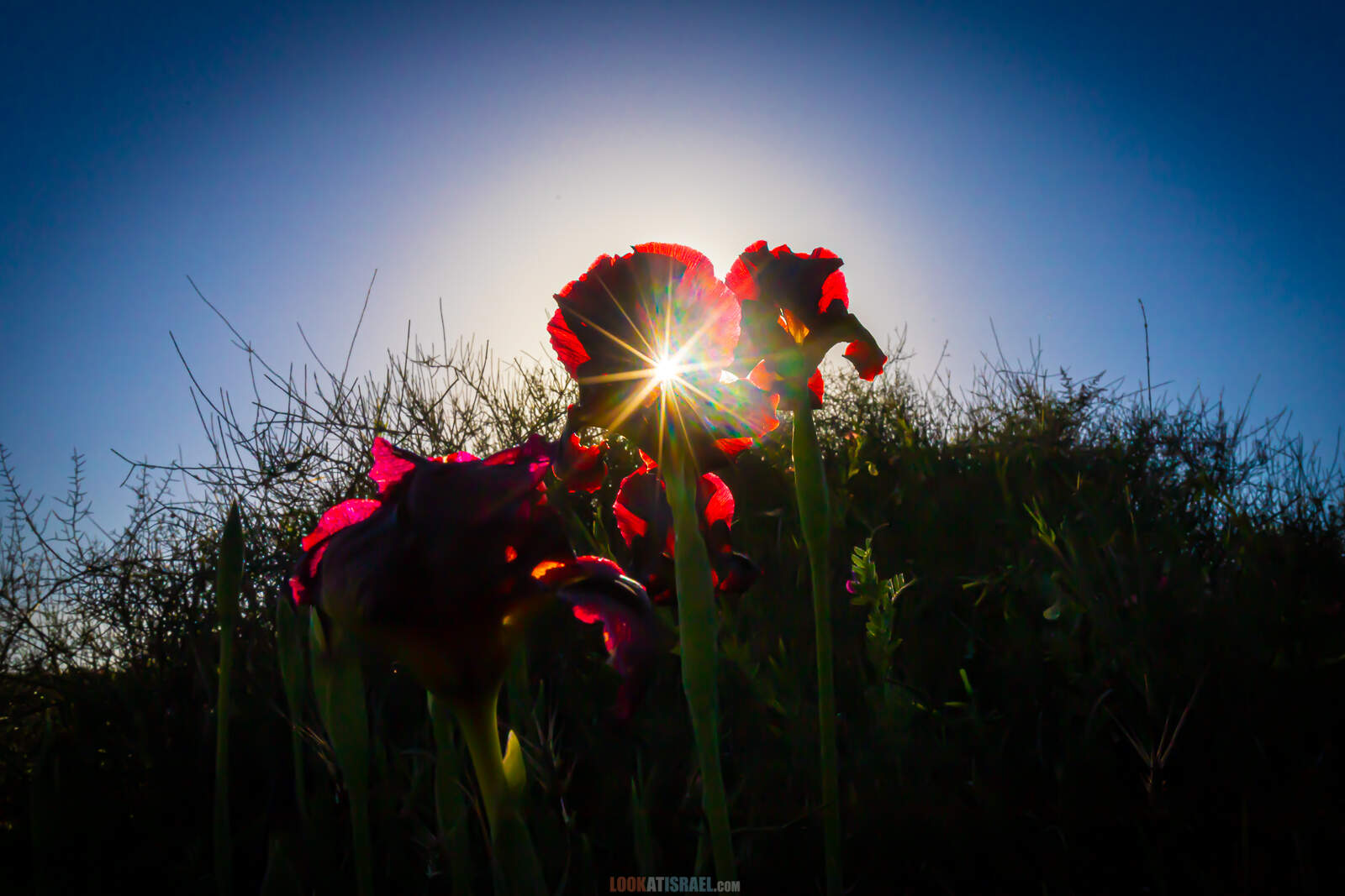 Цветение ириса в Израиле