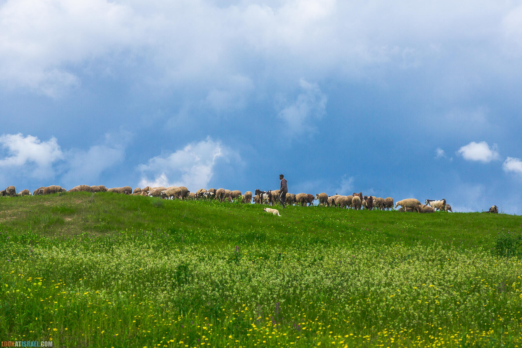 Фестиваль Зеленая Долина в Иорданской долине - скрытый водопад, источник Эйн Суккот, оборонительный пункт Зарзир
