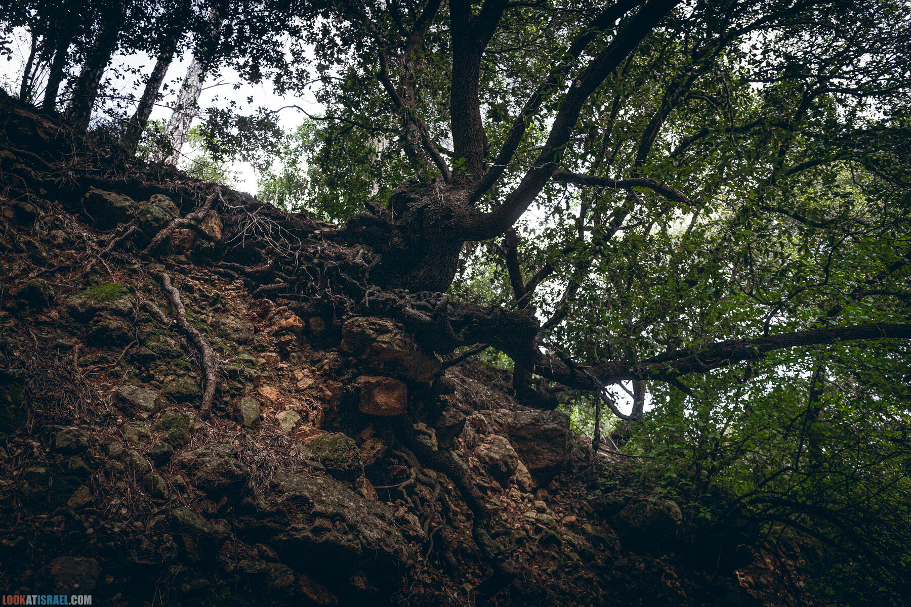 Поход после дождя по ущелью ручья Ягур, гора Кармель, весна 2024 - Yagur stream - נחל יגור