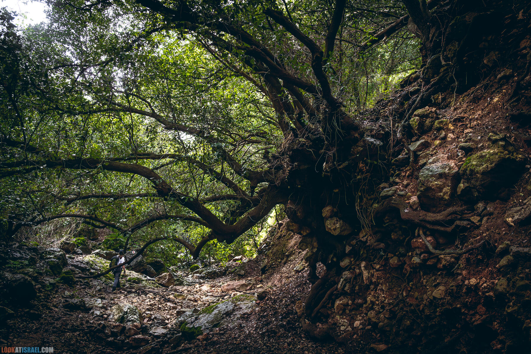 Поход после дождя по ущелью ручья Ягур, гора Кармель, весна 2024 - Yagur stream - נחל יגור