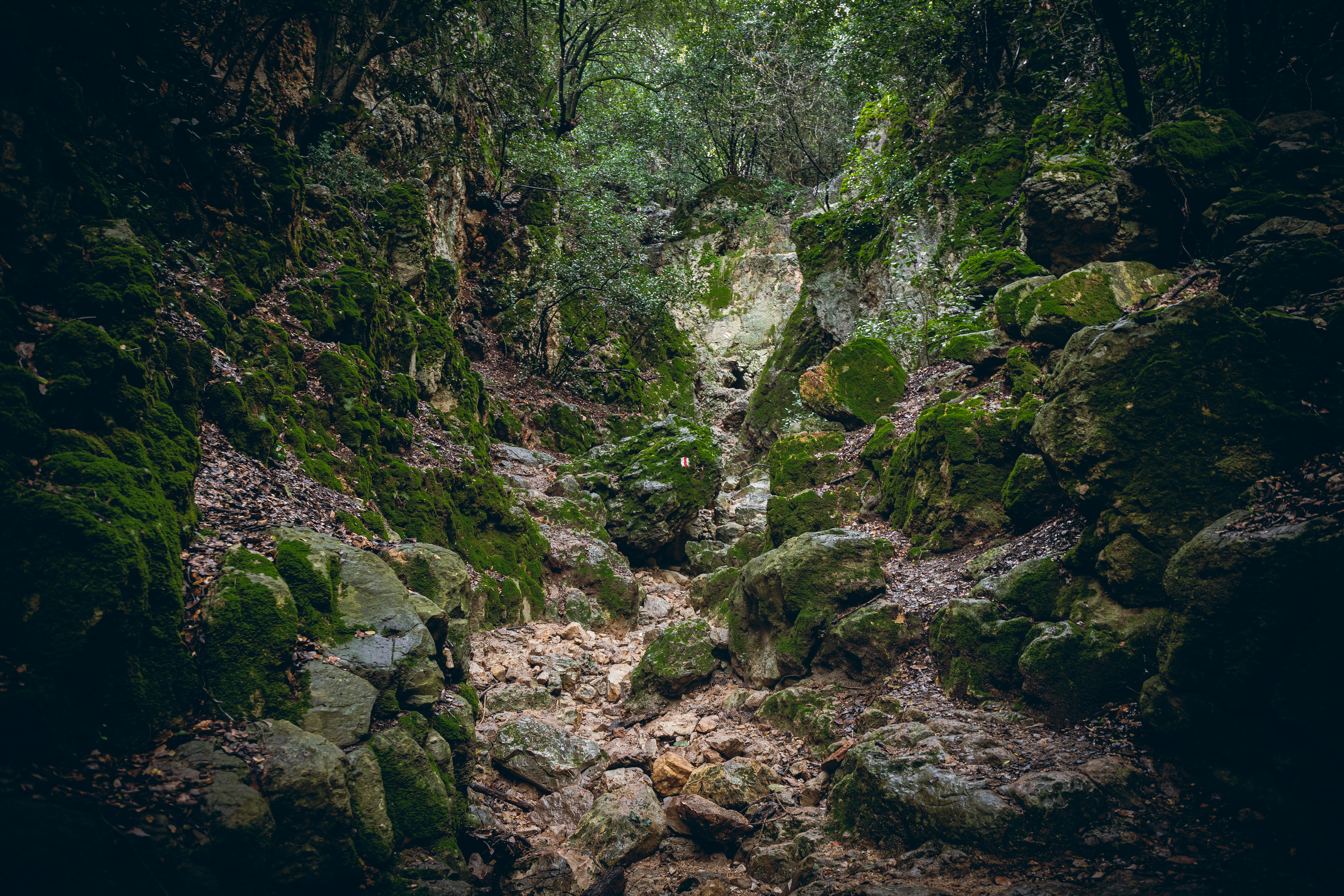 Поход после дождя по ущелью ручья Ягур, гора Кармель, весна 2024 - Yagur stream - נחל יגור