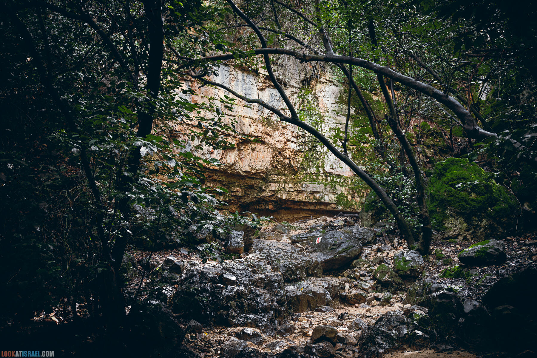 Поход после дождя по ущелью ручья Ягур, гора Кармель, весна 2024 - Yagur stream - נחל יגור