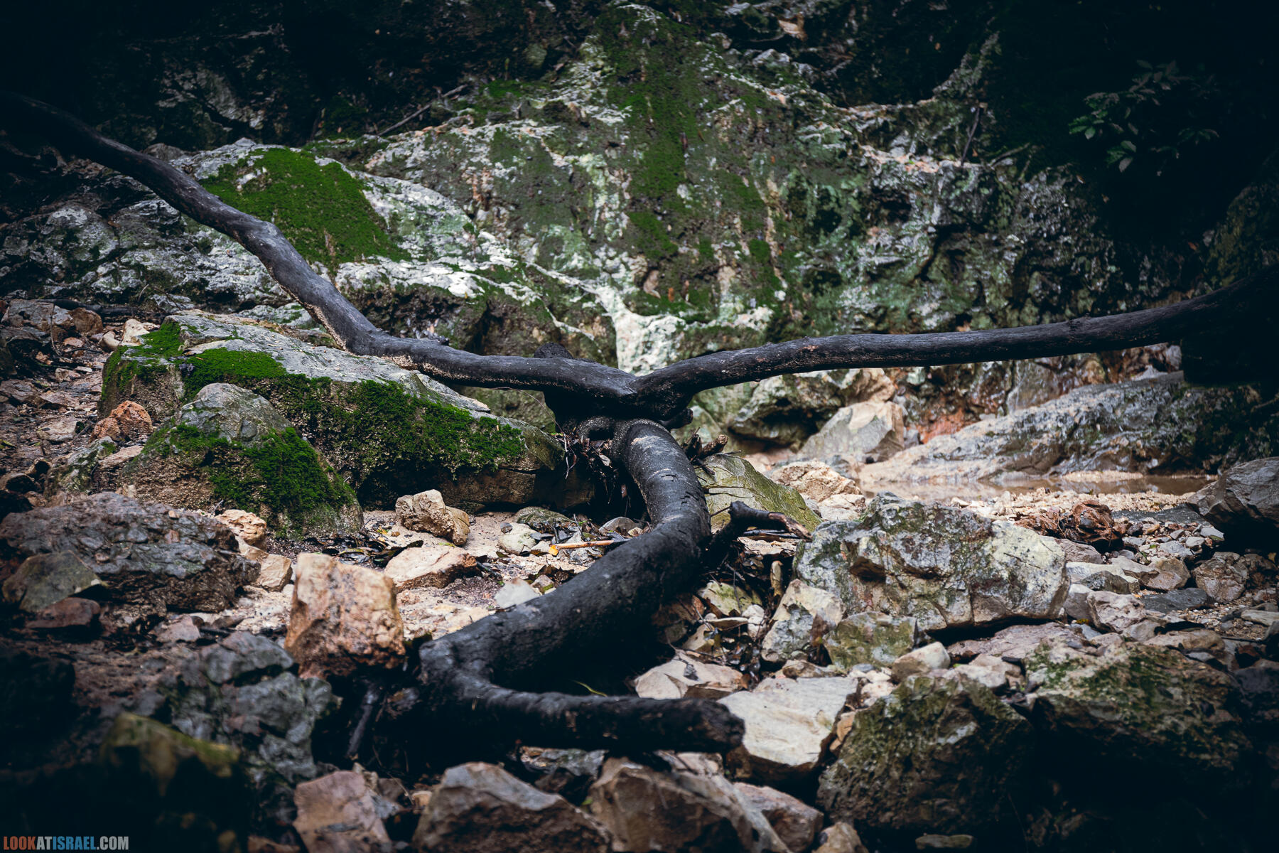 Поход после дождя по ущелью ручья Ягур, гора Кармель, весна 2024 - Yagur stream - נחל יגור