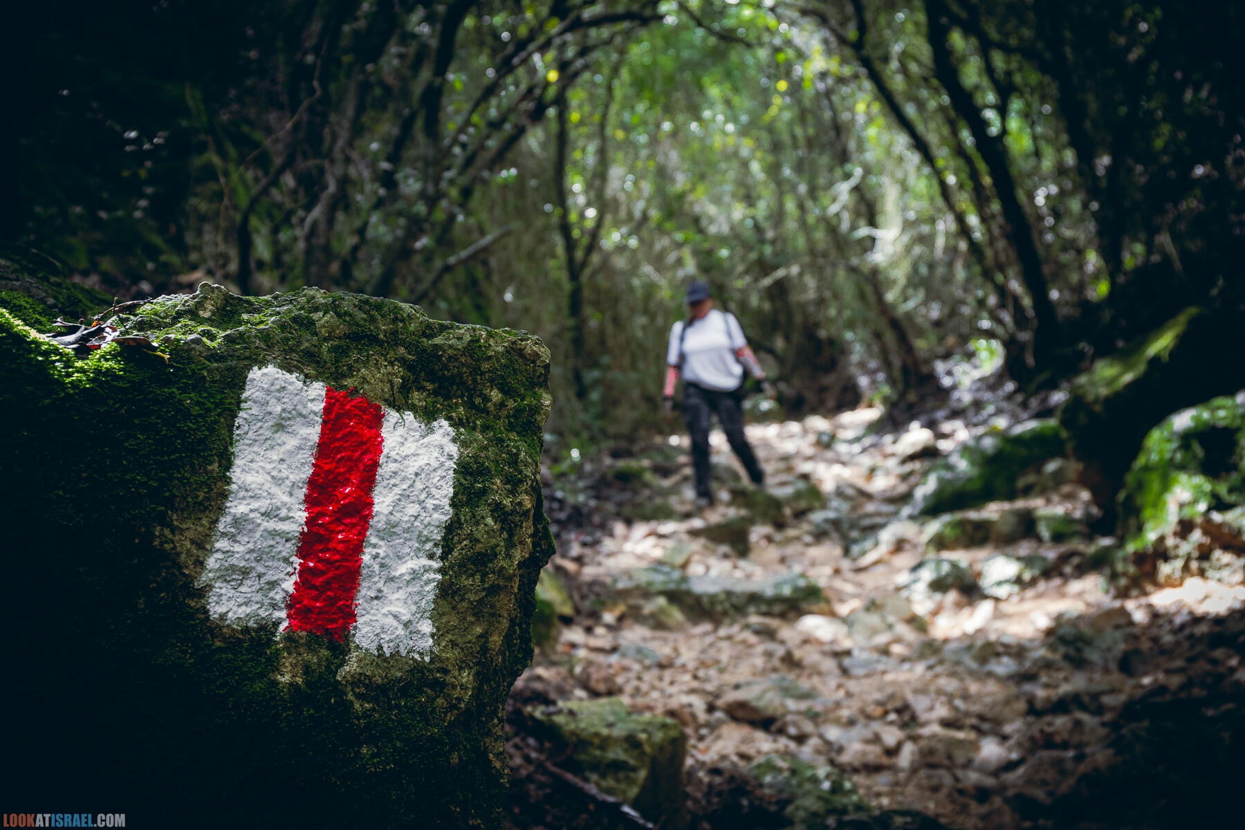 Ягурская моховница