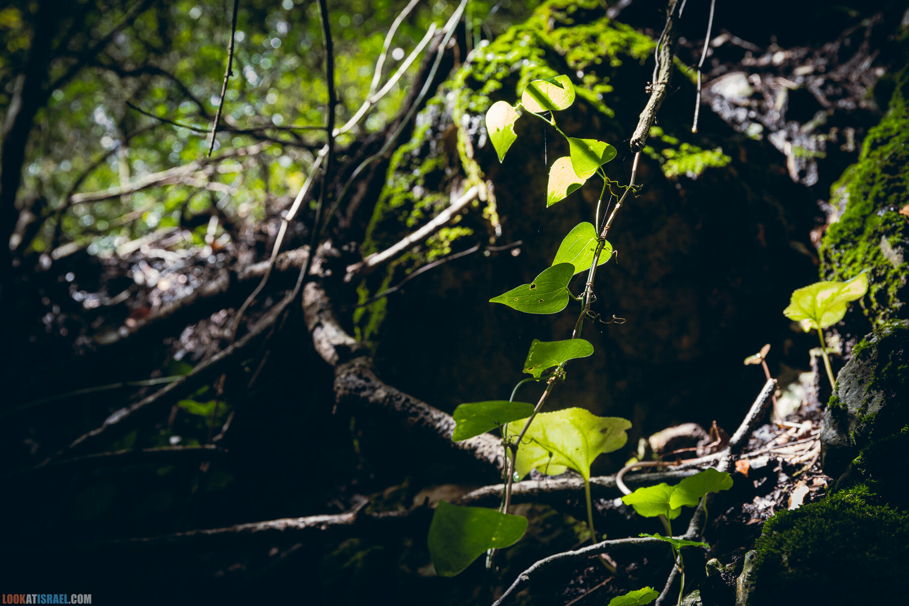 Поход после дождя по ущелью ручья Ягур, гора Кармель, весна 2024 - Yagur stream - נחל יגור