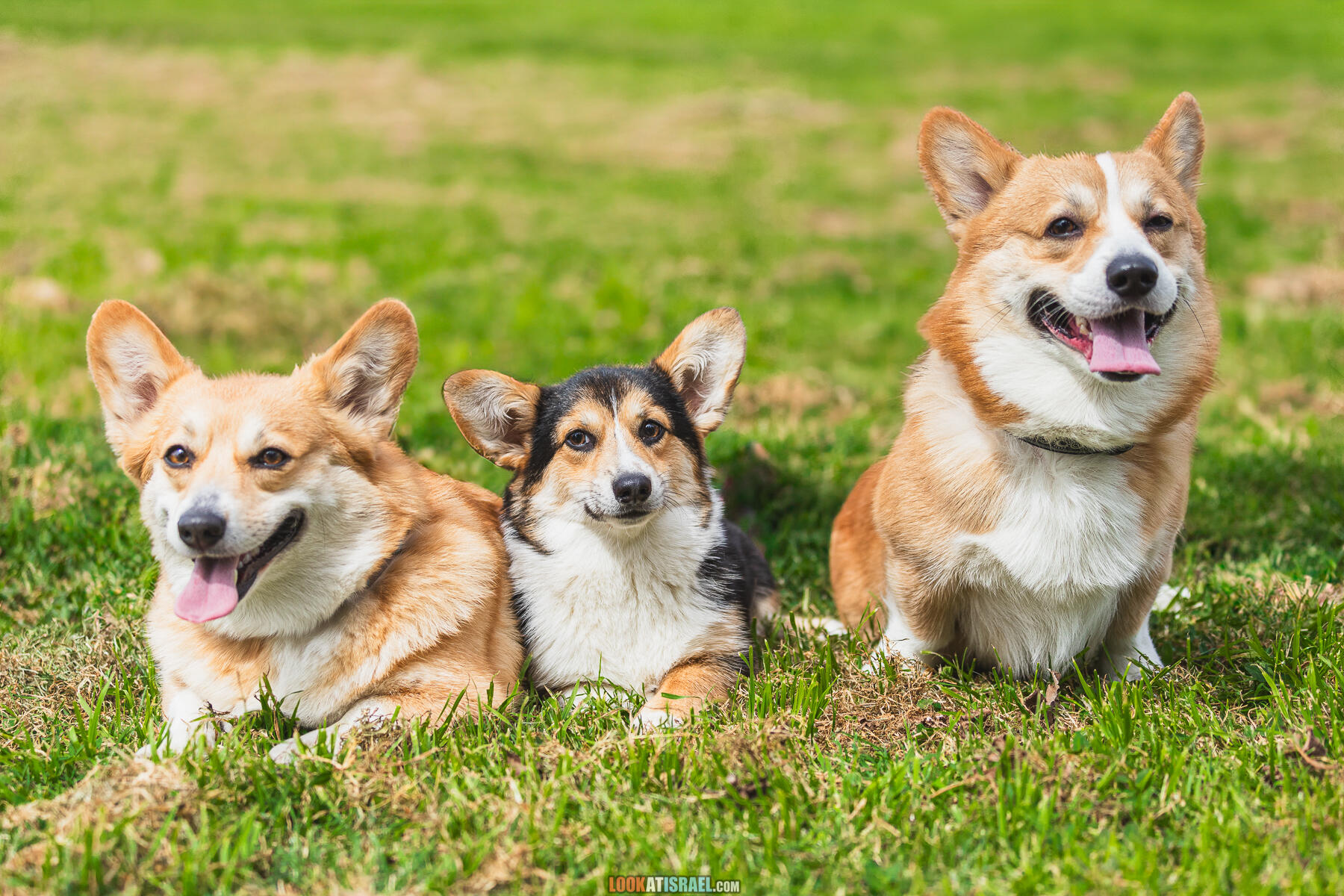 Питомник Welsh Corgi Sababa Shire - Встреча помета I - Eeevee & Qiwi - Sheldon Penny iPhone Bugagashenka