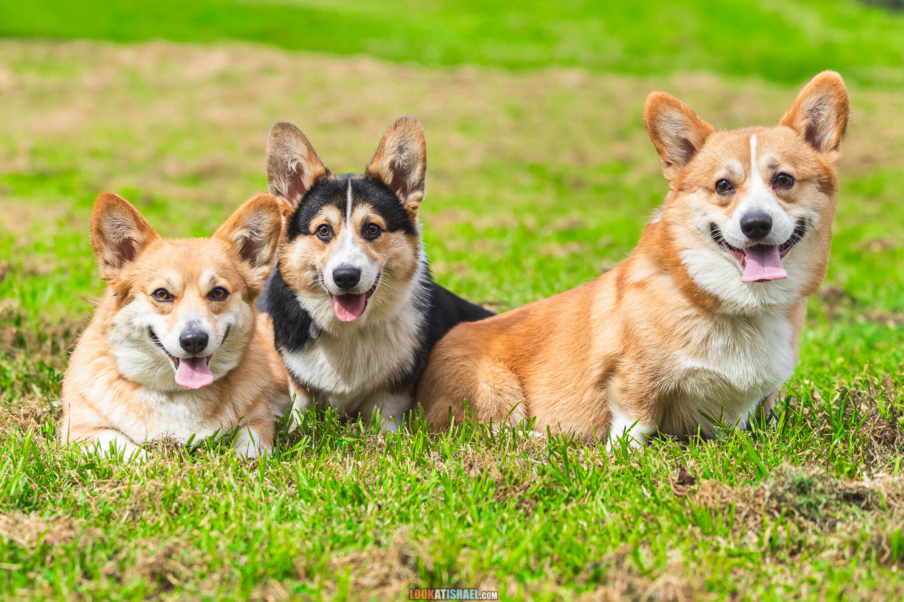 Питомник Welsh Corgi Sababa Shire - Встреча помета I - Eeevee & Qiwi - Sheldon Penny iPhone Bugagashenka