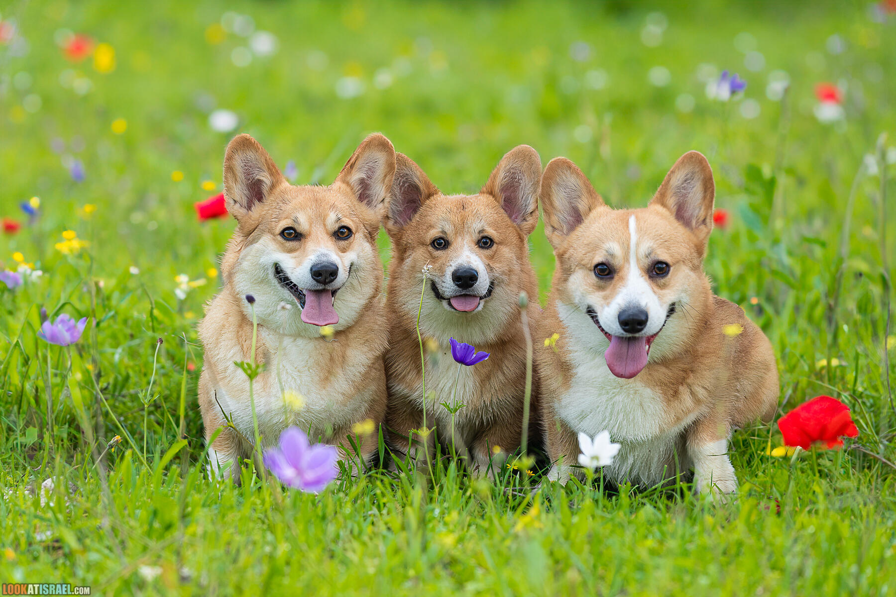 Щенки корги пемброк в Израиле. Питомник Sababa Shire Kennel - Айфончик Альфи Альфред aka Sababa Shire Irving Pumpkintwist  - בית גידול וולש קורגי