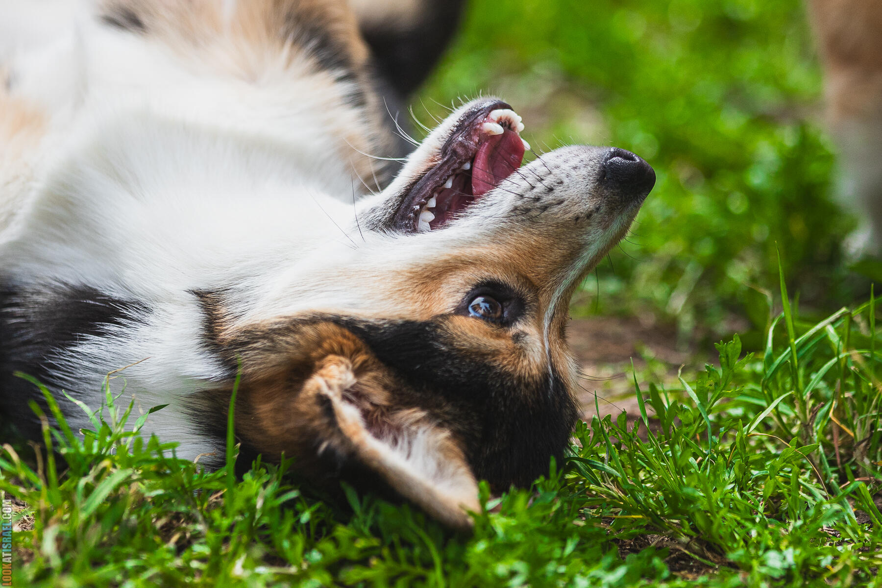 Питомник Welsh Corgi Sababa Shire - Встреча помета I - Eeevee & Qiwi - Sheldon Penny iPhone Bugagashenka