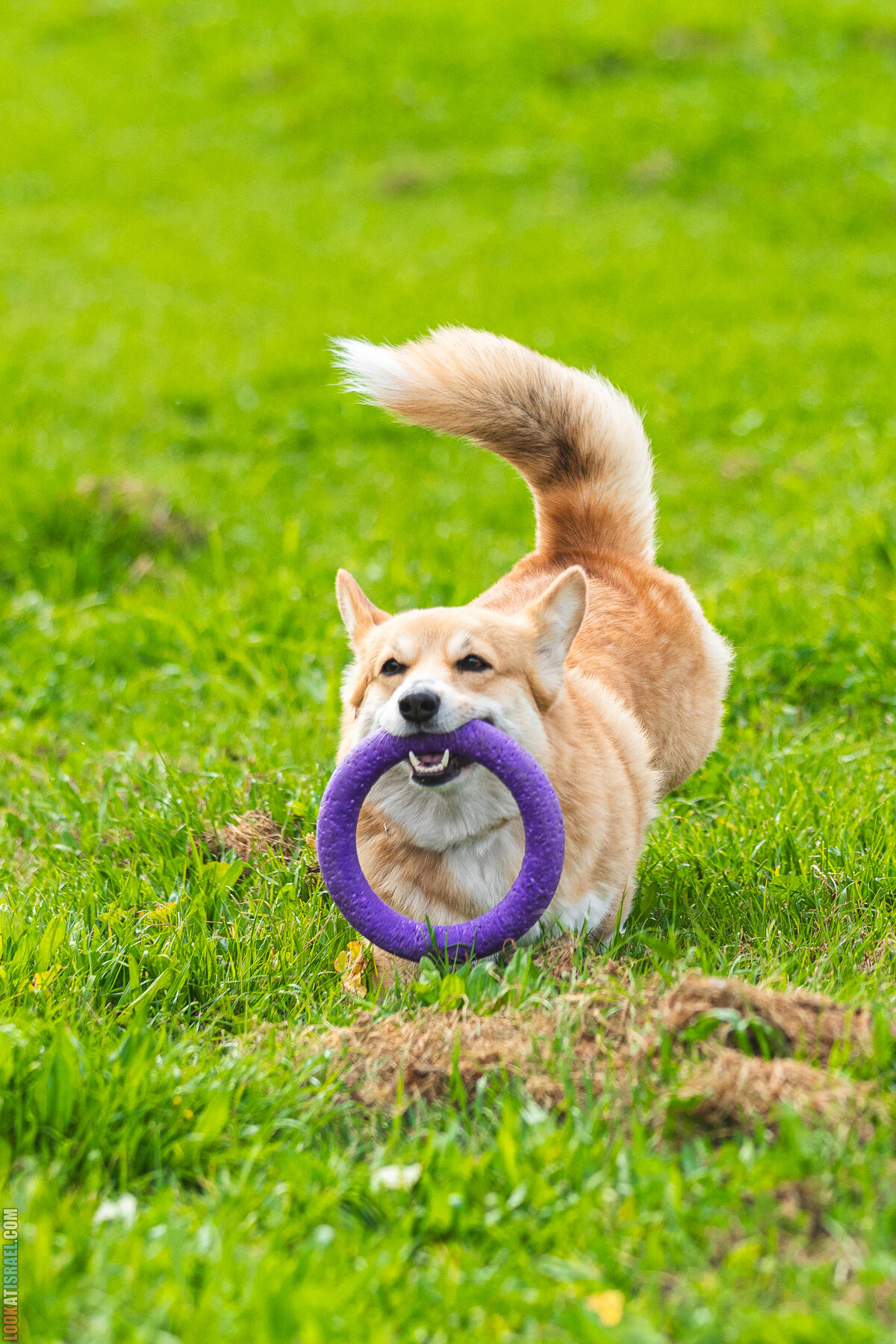 Питомник Welsh Corgi Sababa Shire - Встреча помета I - Eeevee & Qiwi - Sheldon Penny iPhone Bugagashenka