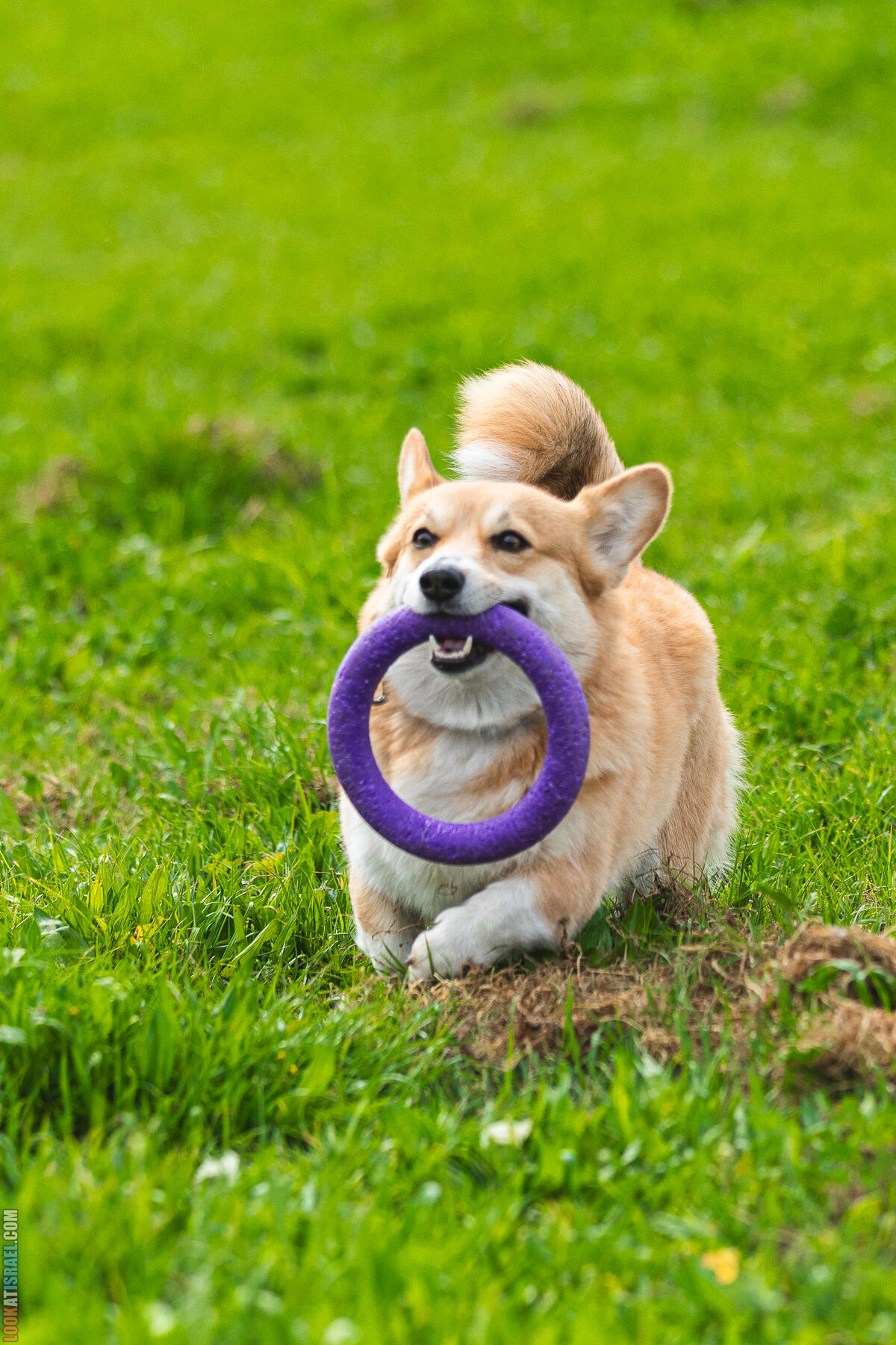 Питомник Welsh Corgi Sababa Shire - Встреча помета I - Eeevee & Qiwi - Sheldon Penny iPhone Bugagashenka