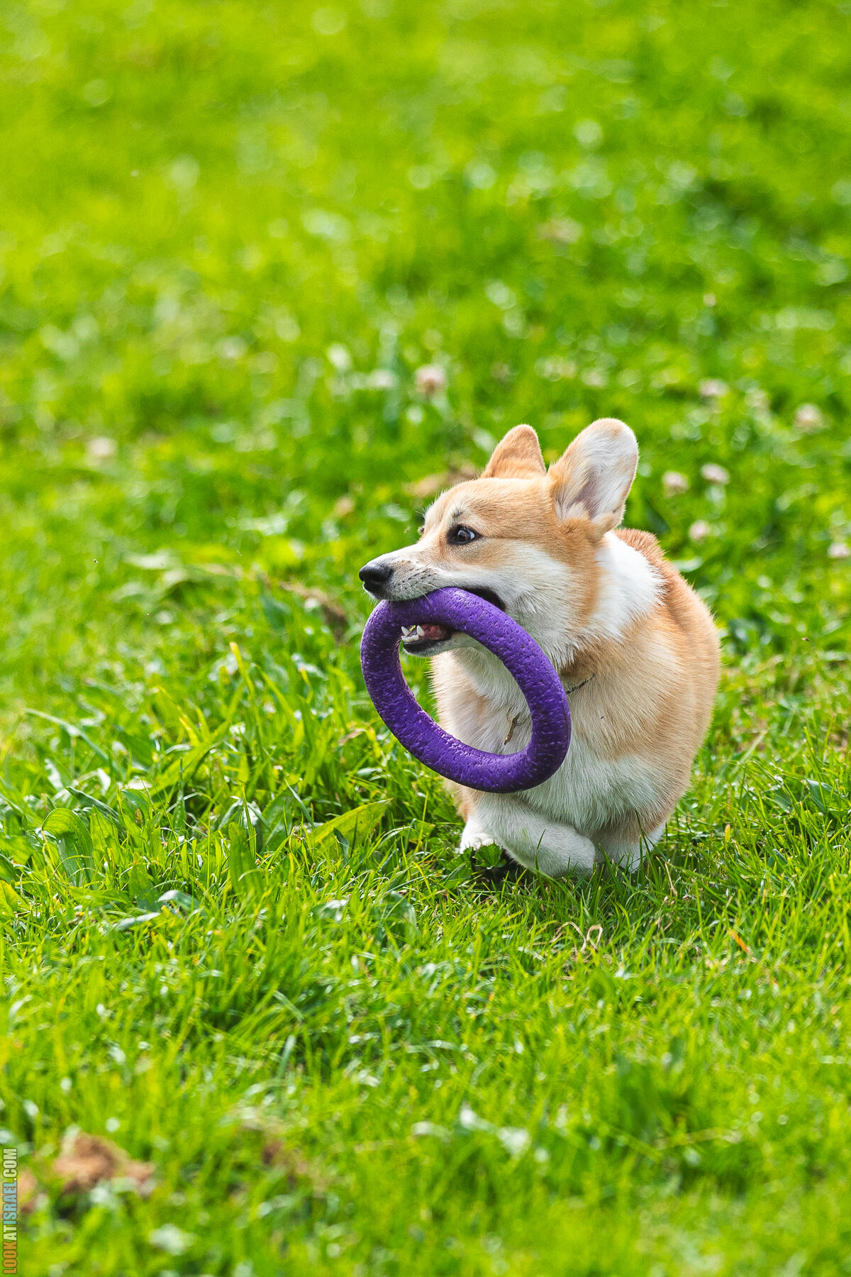 Питомник Welsh Corgi Sababa Shire - Встреча помета I - Eeevee & Qiwi - Sheldon Penny iPhone Bugagashenka